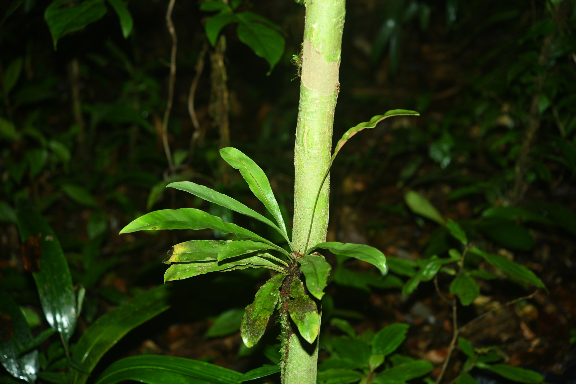 Elaphoglossum styriacum Mickel - Photo Bivouac Naturaliste