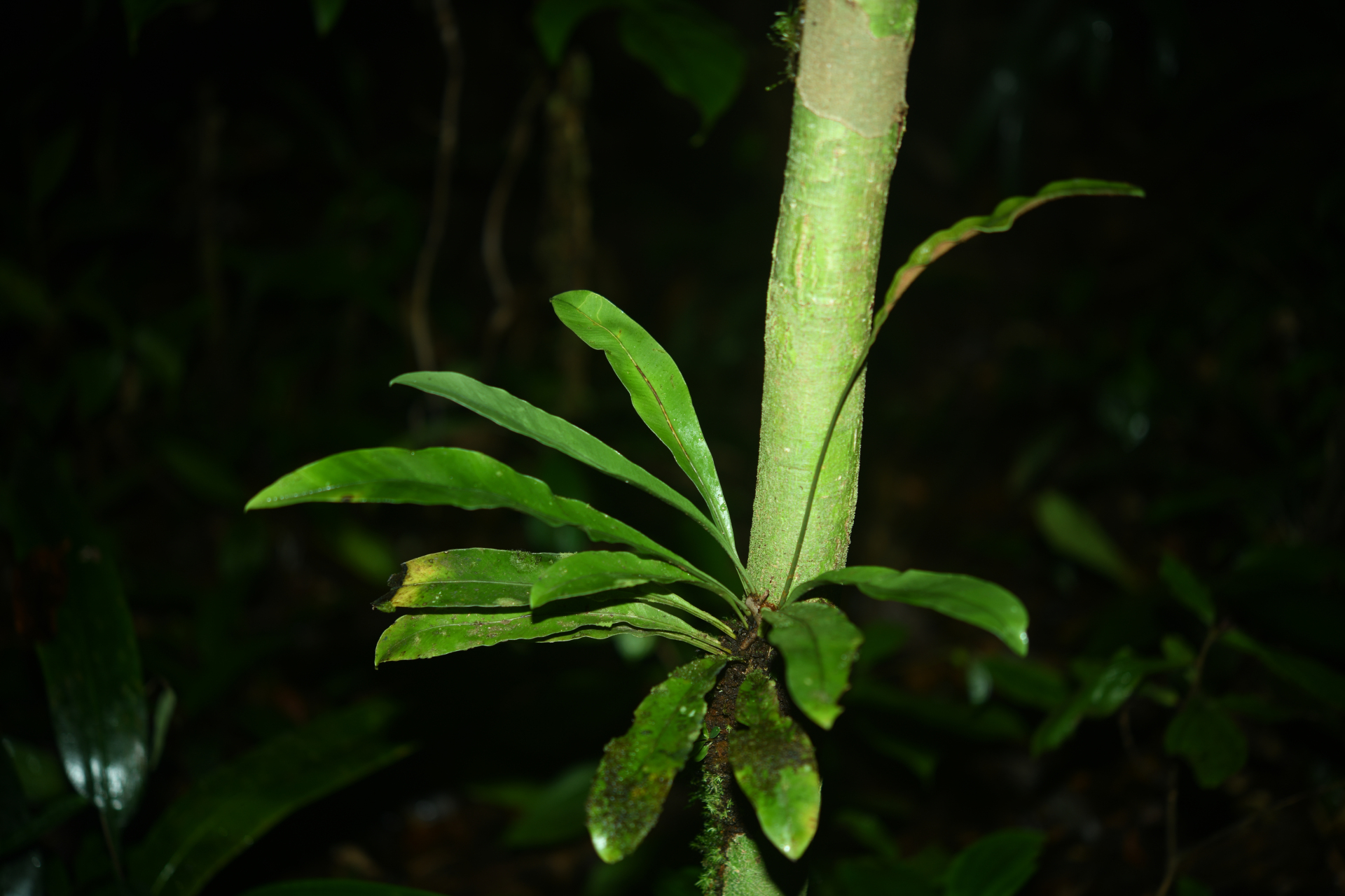 Elaphoglossum styriacum Mickel - Photo Bivouac Naturaliste