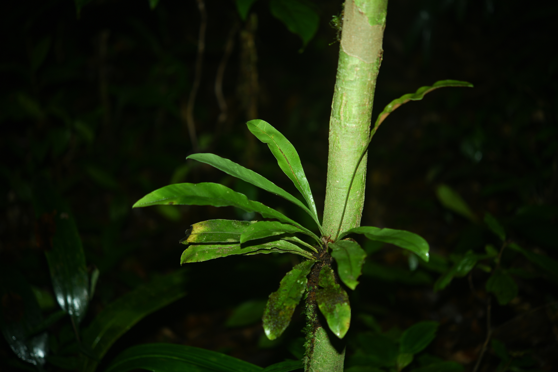 Elaphoglossum styriacum Mickel - Photo Bivouac Naturaliste