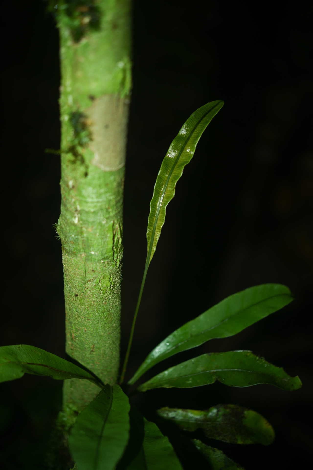 Elaphoglossum styriacum Mickel - Photo Bivouac Naturaliste