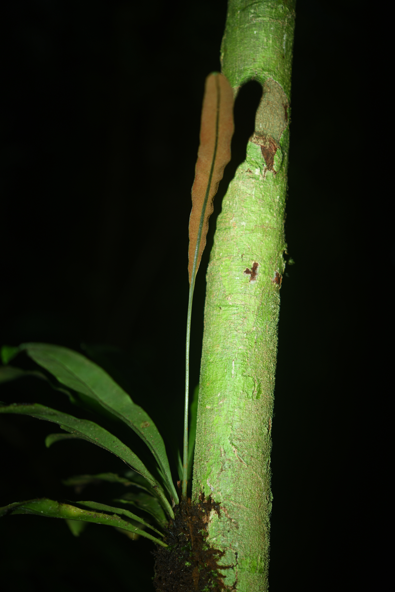 Elaphoglossum styriacum Mickel - Photo Bivouac Naturaliste