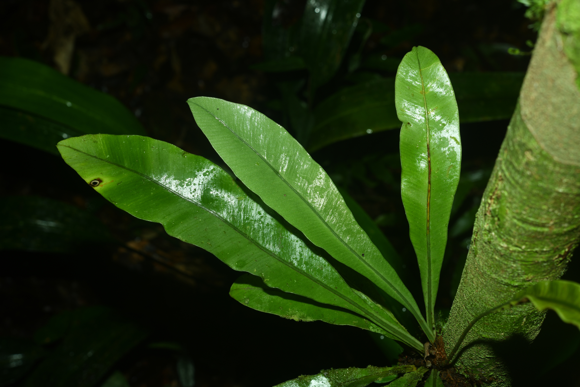 Elaphoglossum styriacum Mickel - Photo Bivouac Naturaliste