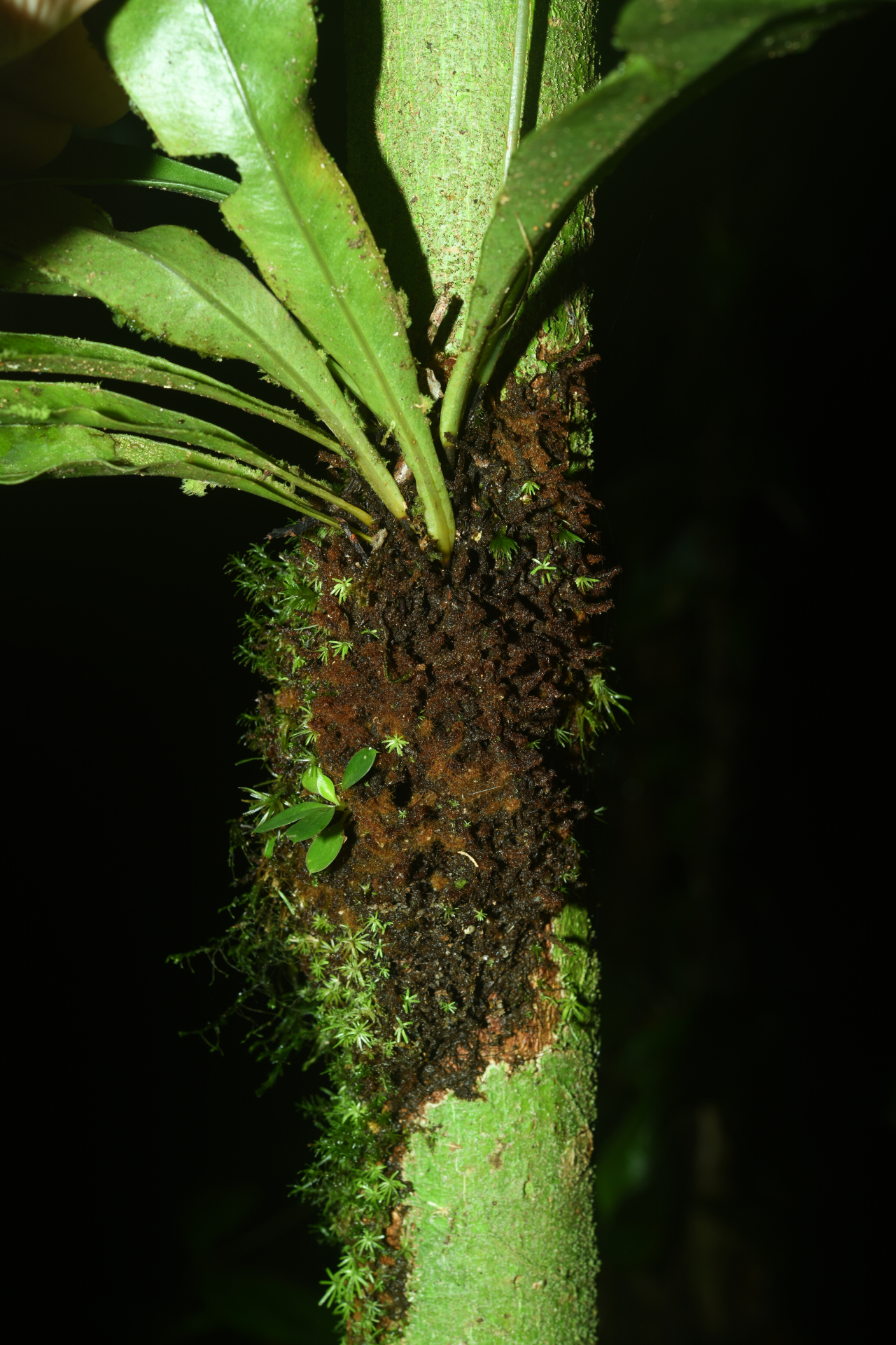 Elaphoglossum styriacum Mickel - Photo Bivouac Naturaliste