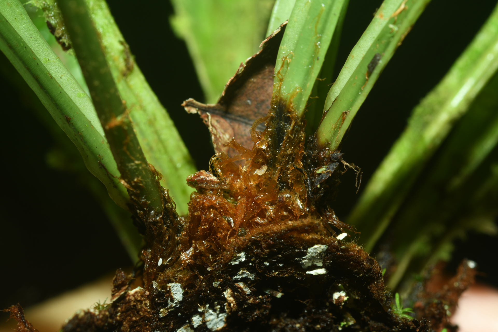 Elaphoglossum styriacum Mickel - Photo Bivouac Naturaliste