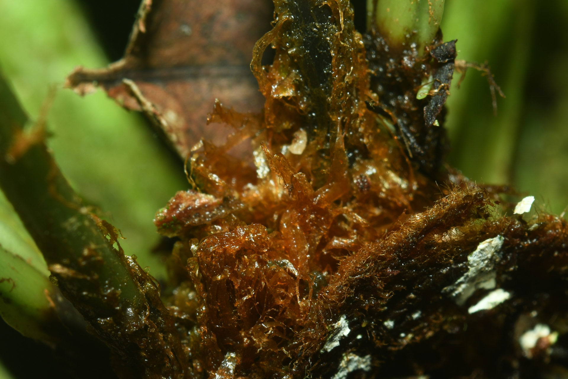 Elaphoglossum styriacum Mickel - Photo Bivouac Naturaliste