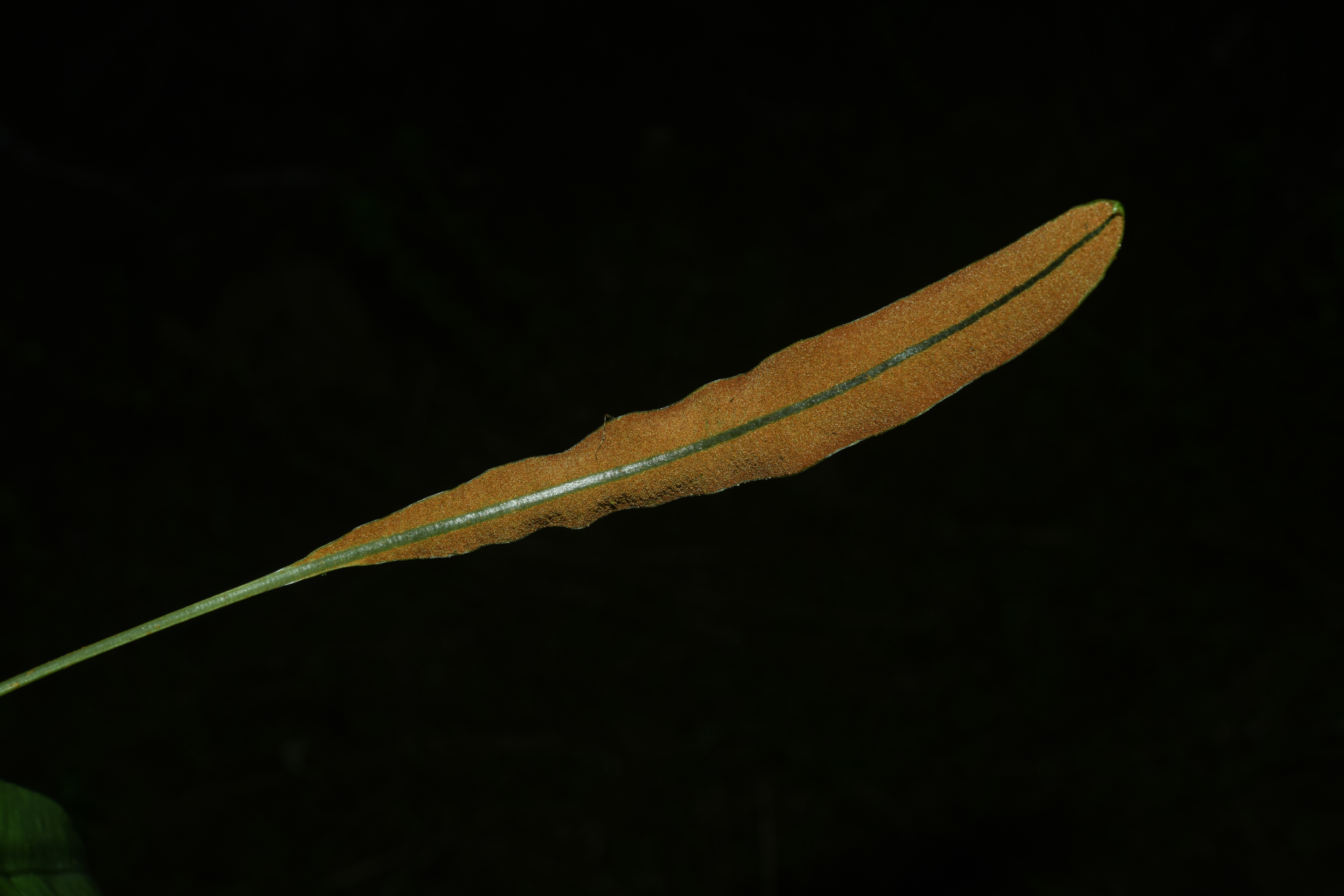 Elaphoglossum styriacum Mickel - Photo Bivouac Naturaliste