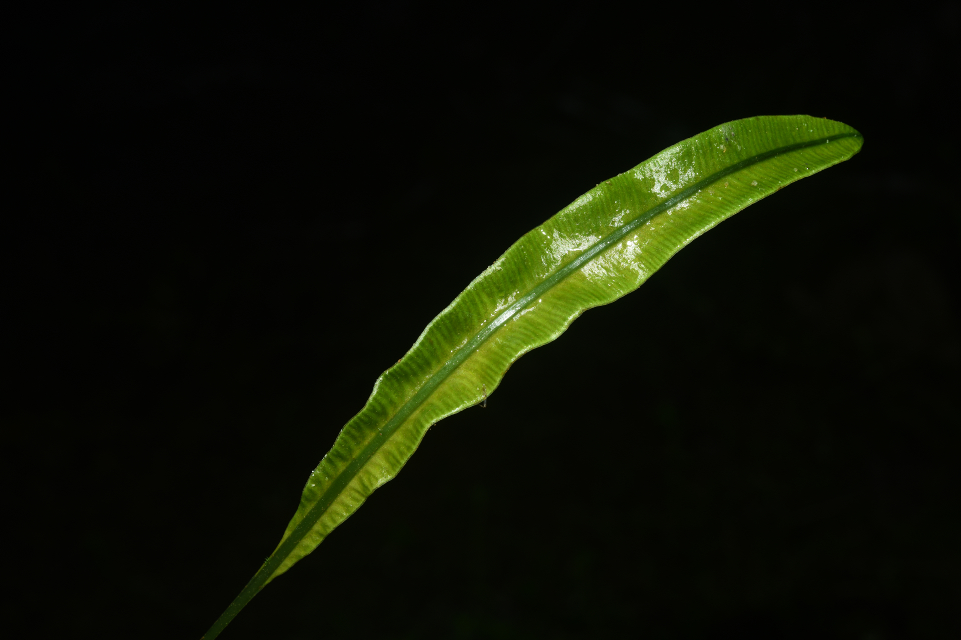 Elaphoglossum styriacum Mickel - Photo Bivouac Naturaliste