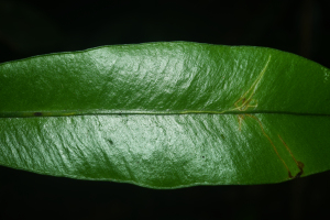 Elaphoglossum styriacum Mickel