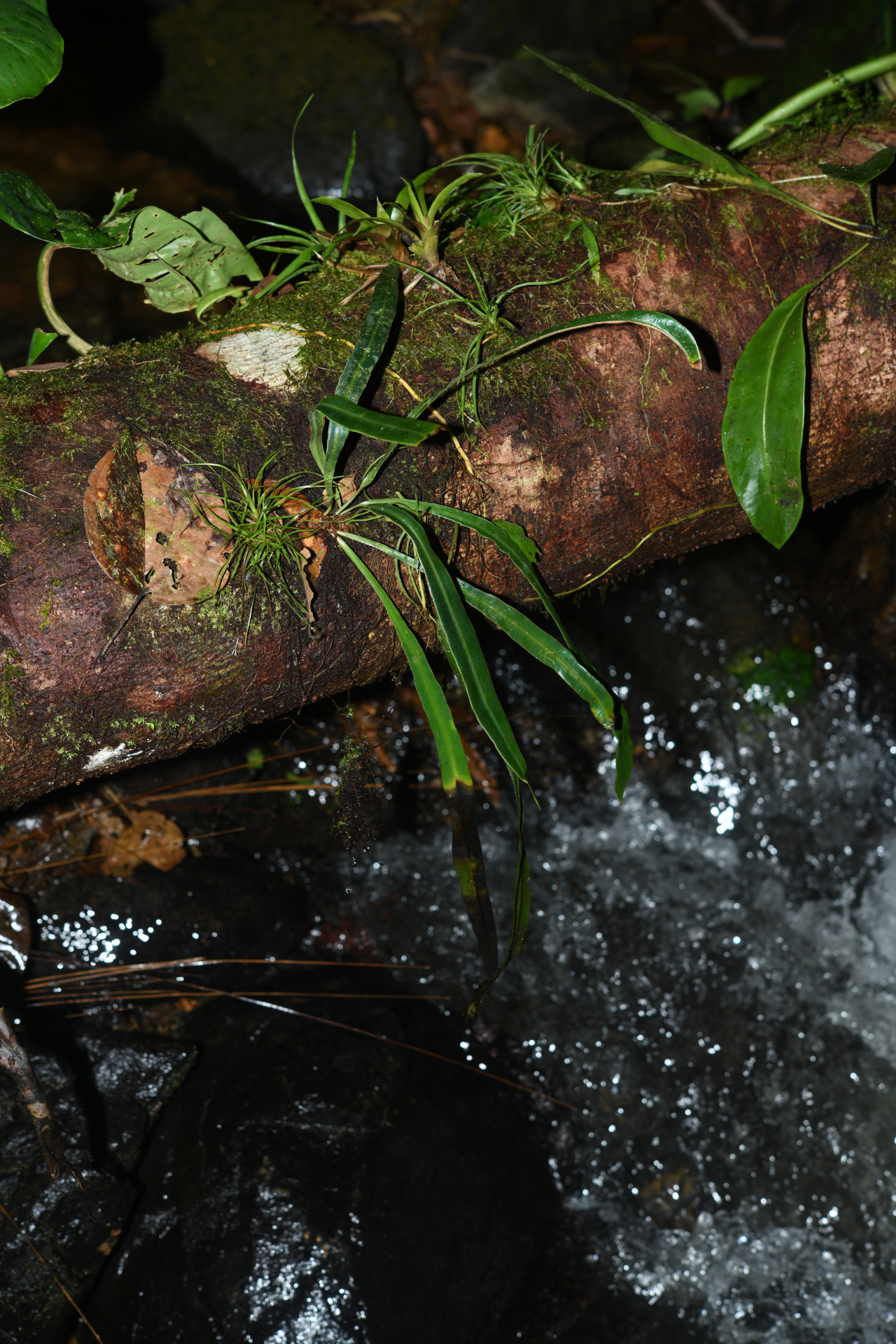 Elaphoglossum herminieri (Bory & Fée) T.Moore - Photo Bivouac Naturaliste