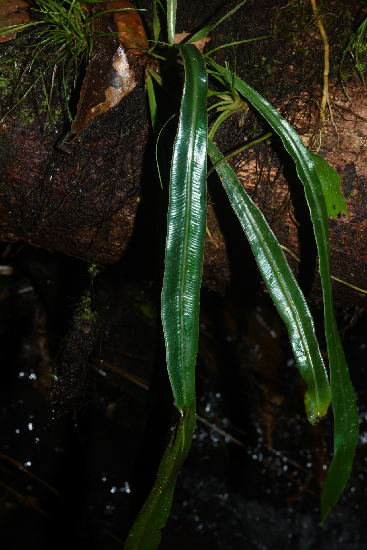 Elaphoglossum herminieri (Bory & Fée) T.Moore - Photo Bivouac Naturaliste