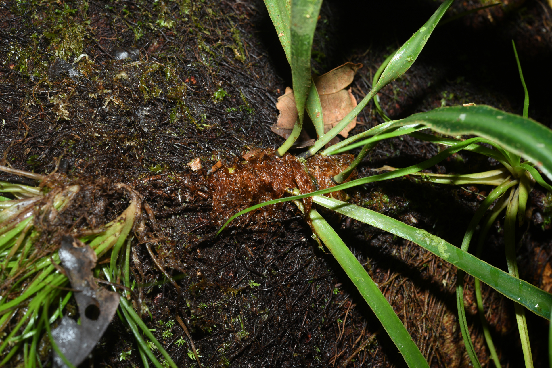 Elaphoglossum herminieri (Bory & Fée) T.Moore - Photo Bivouac Naturaliste
