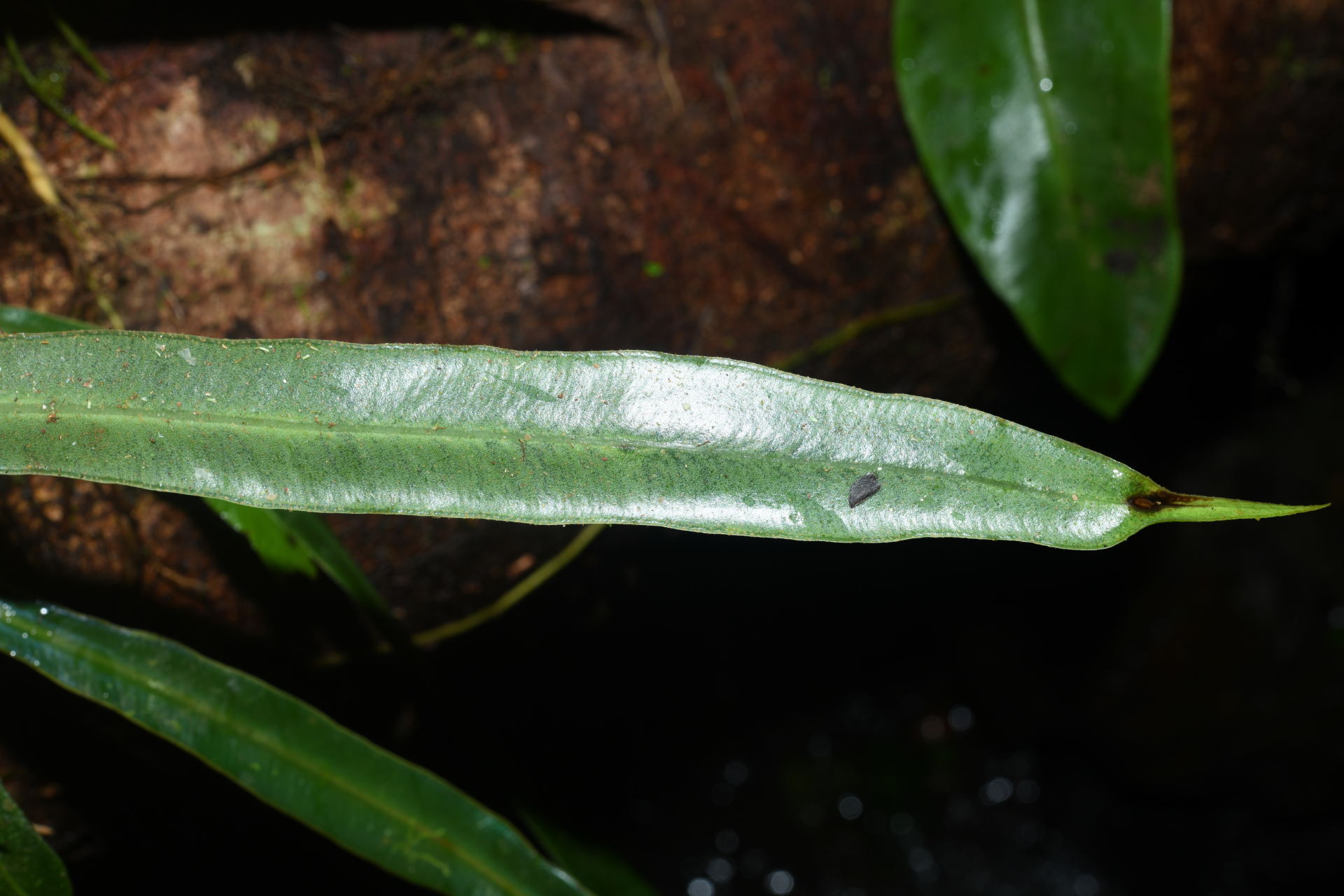 Elaphoglossum herminieri (Bory & Fée) T.Moore - Photo Bivouac Naturaliste