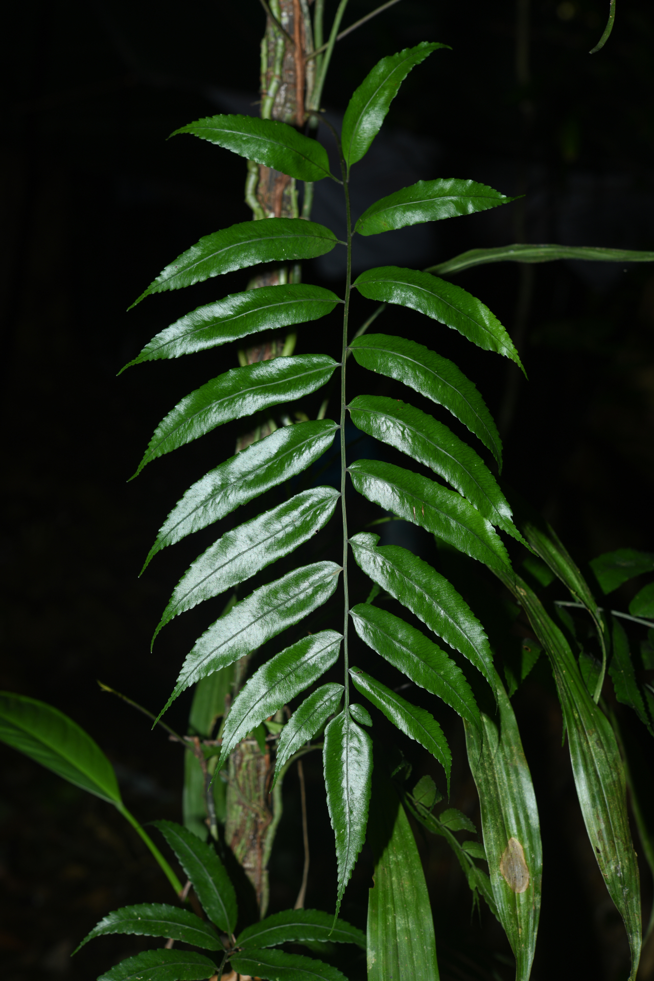 Mickelia guianensis (Aubl.) R.C.Moran, Labiak & Sundue - Photo Bivouac Naturaliste