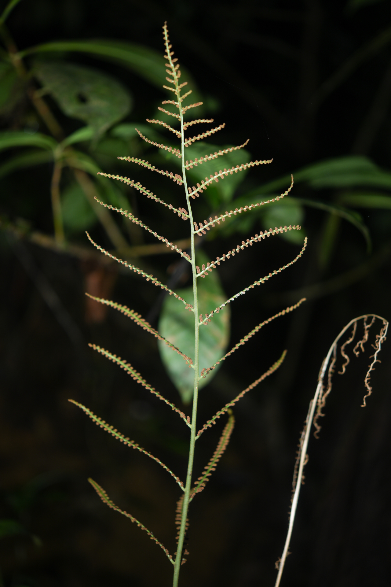 Polybotrya fractiserialis (Baker) J.Sm. - Photo Bivouac Naturaliste