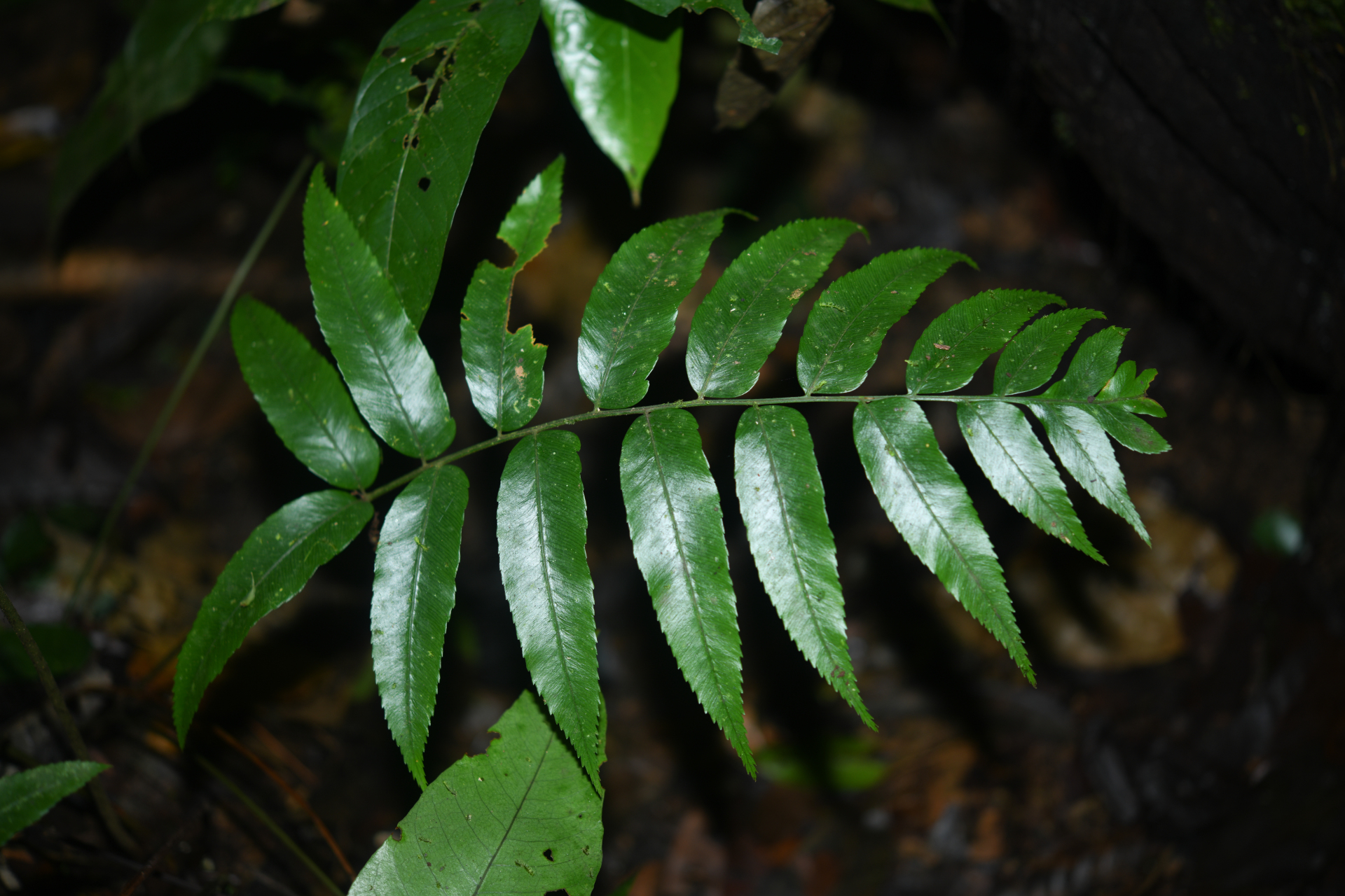 Polybotrya fractiserialis (Baker) J.Sm. - Photo Bivouac Naturaliste
