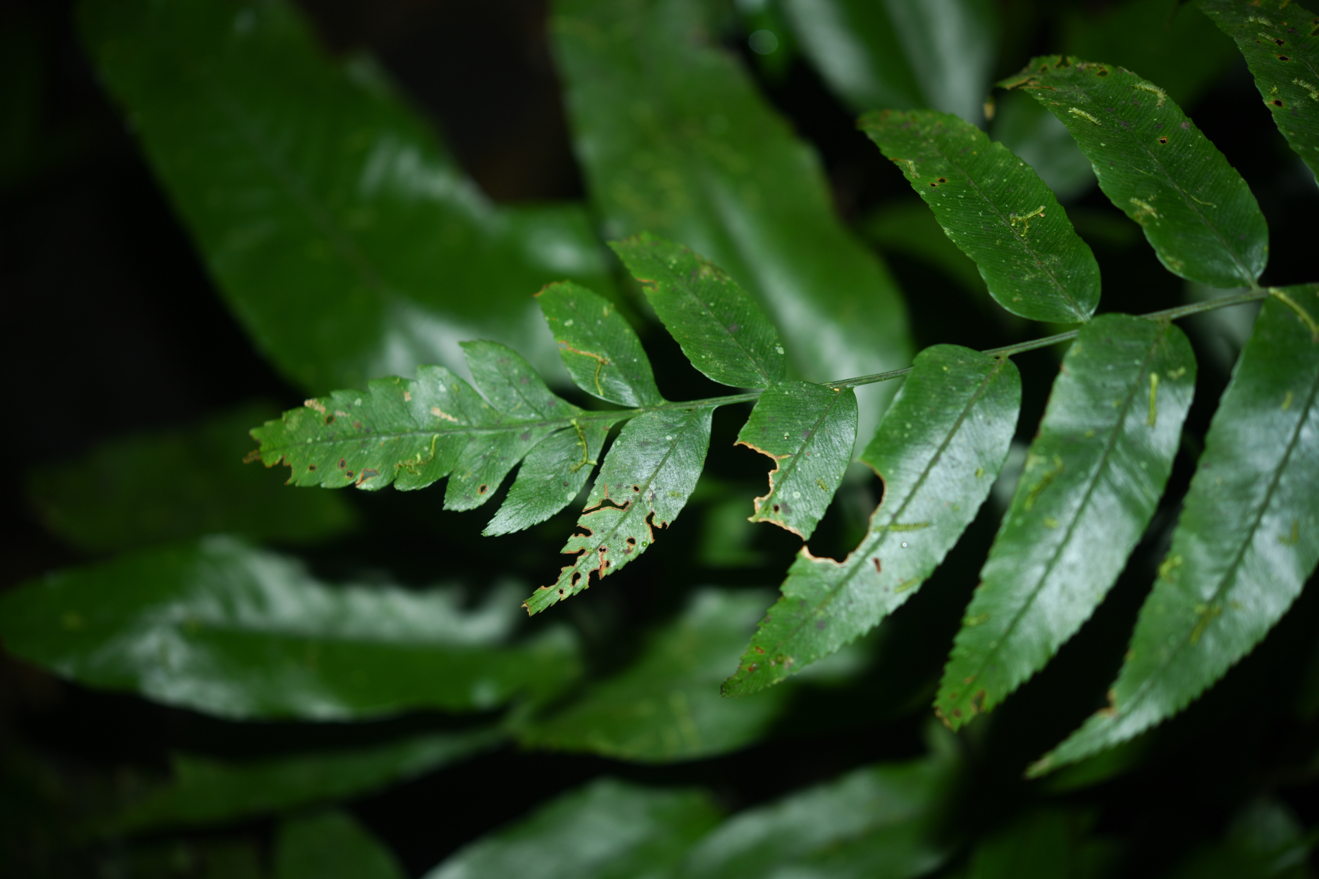 Polybotrya fractiserialis (Baker) J.Sm. - Photo Bivouac Naturaliste