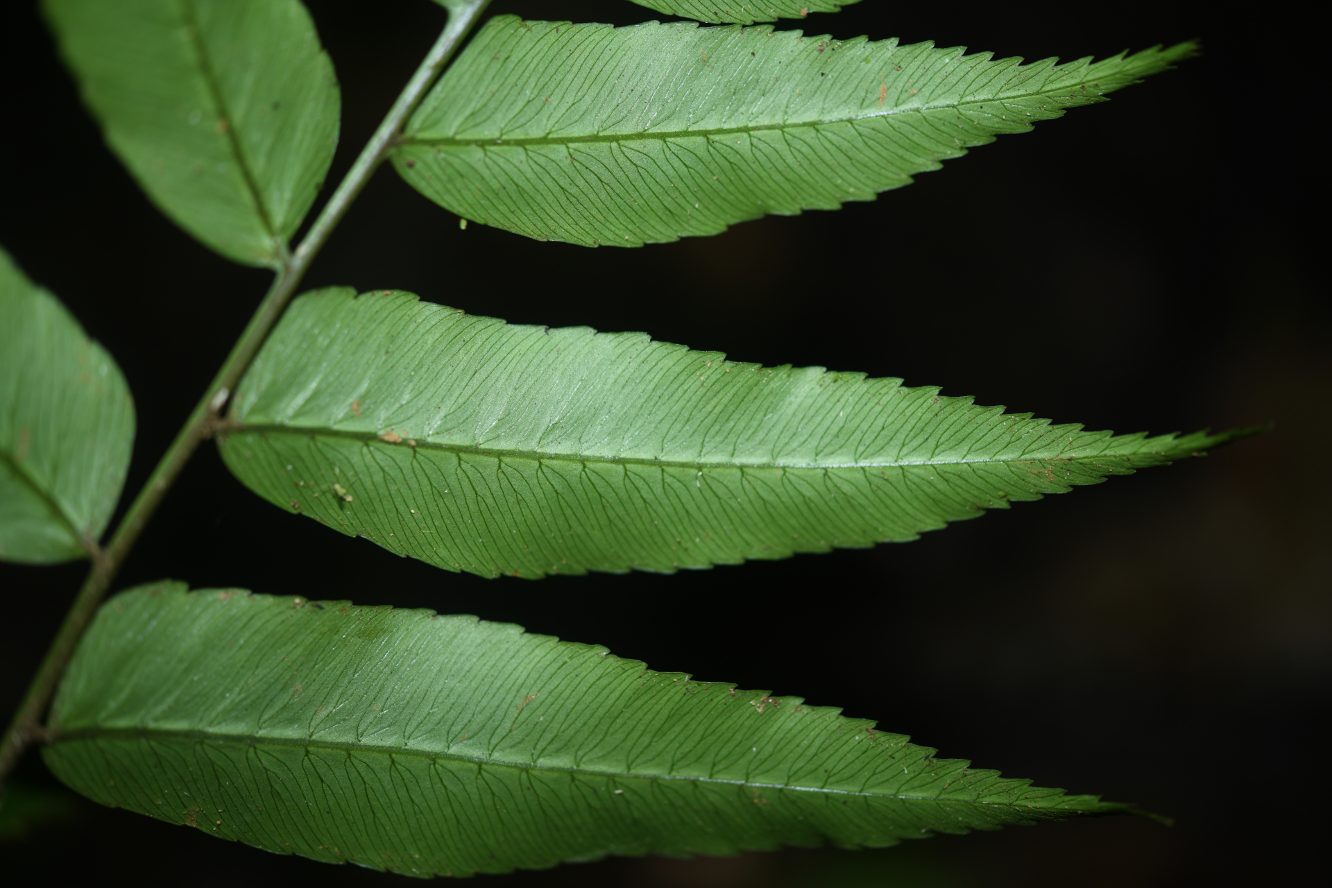 Polybotrya fractiserialis (Baker) J.Sm. - Photo Bivouac Naturaliste