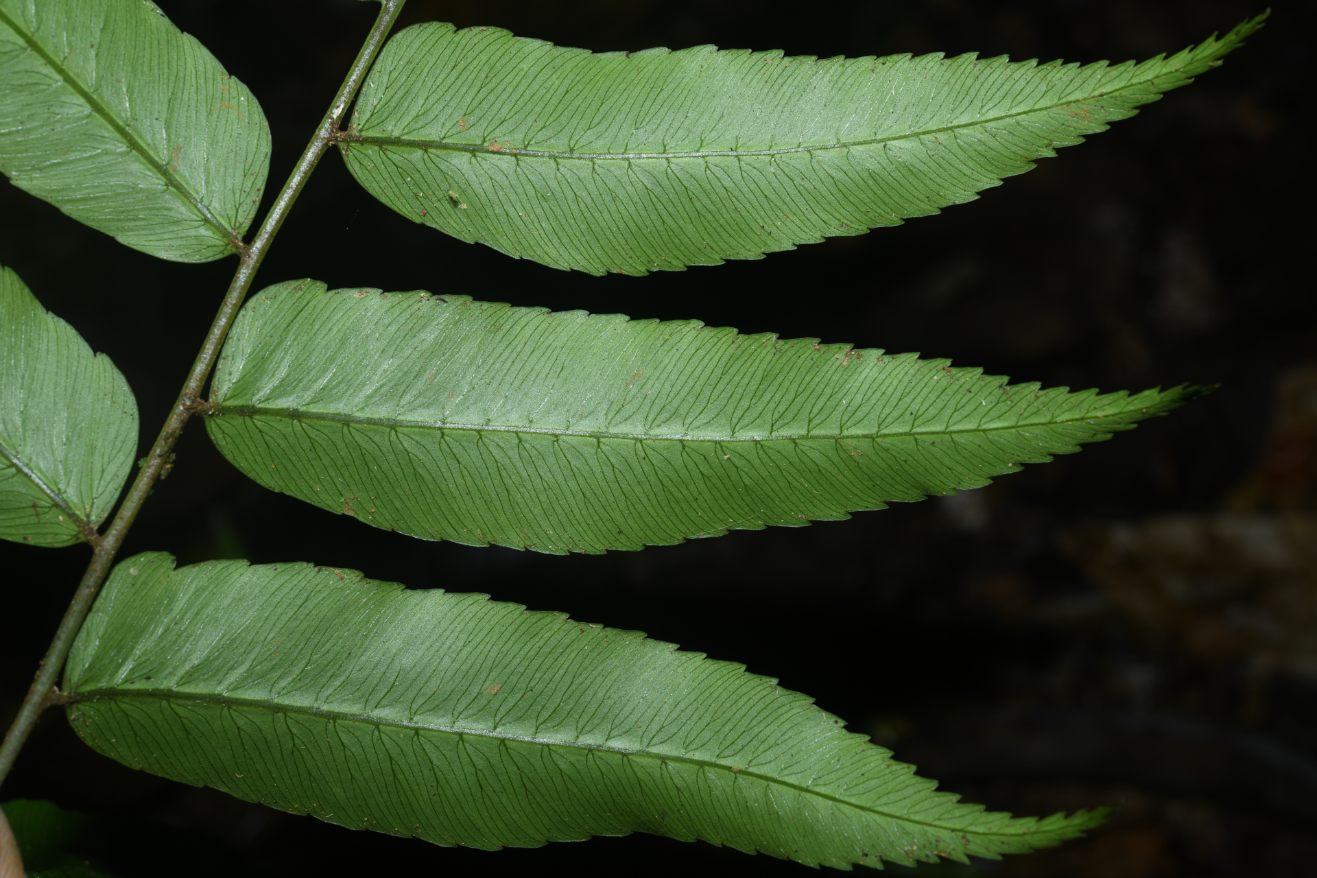 Polybotrya fractiserialis (Baker) J.Sm. - Photo Bivouac Naturaliste