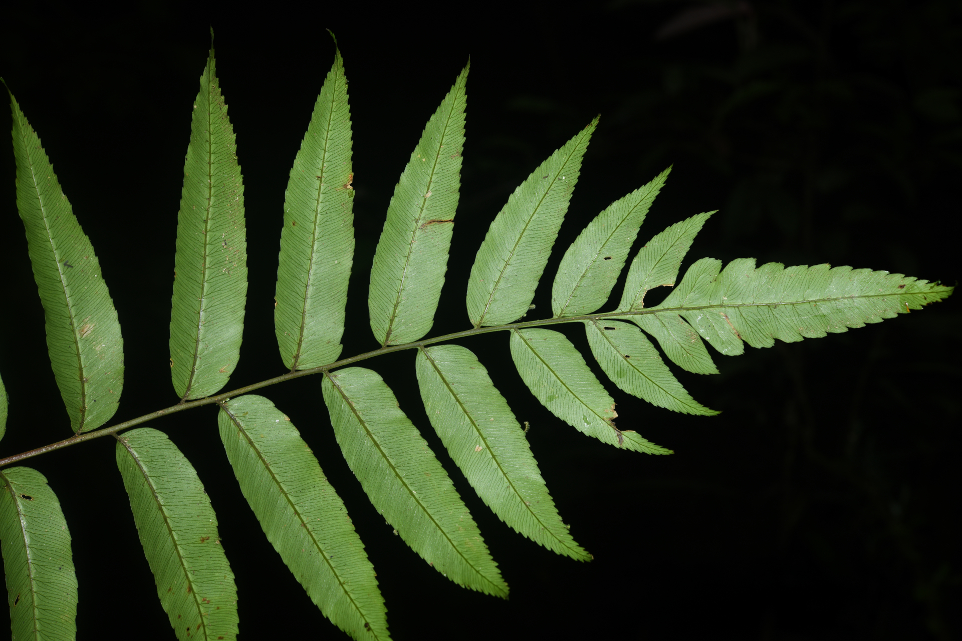 Polybotrya fractiserialis (Baker) J.Sm. - Photo Bivouac Naturaliste