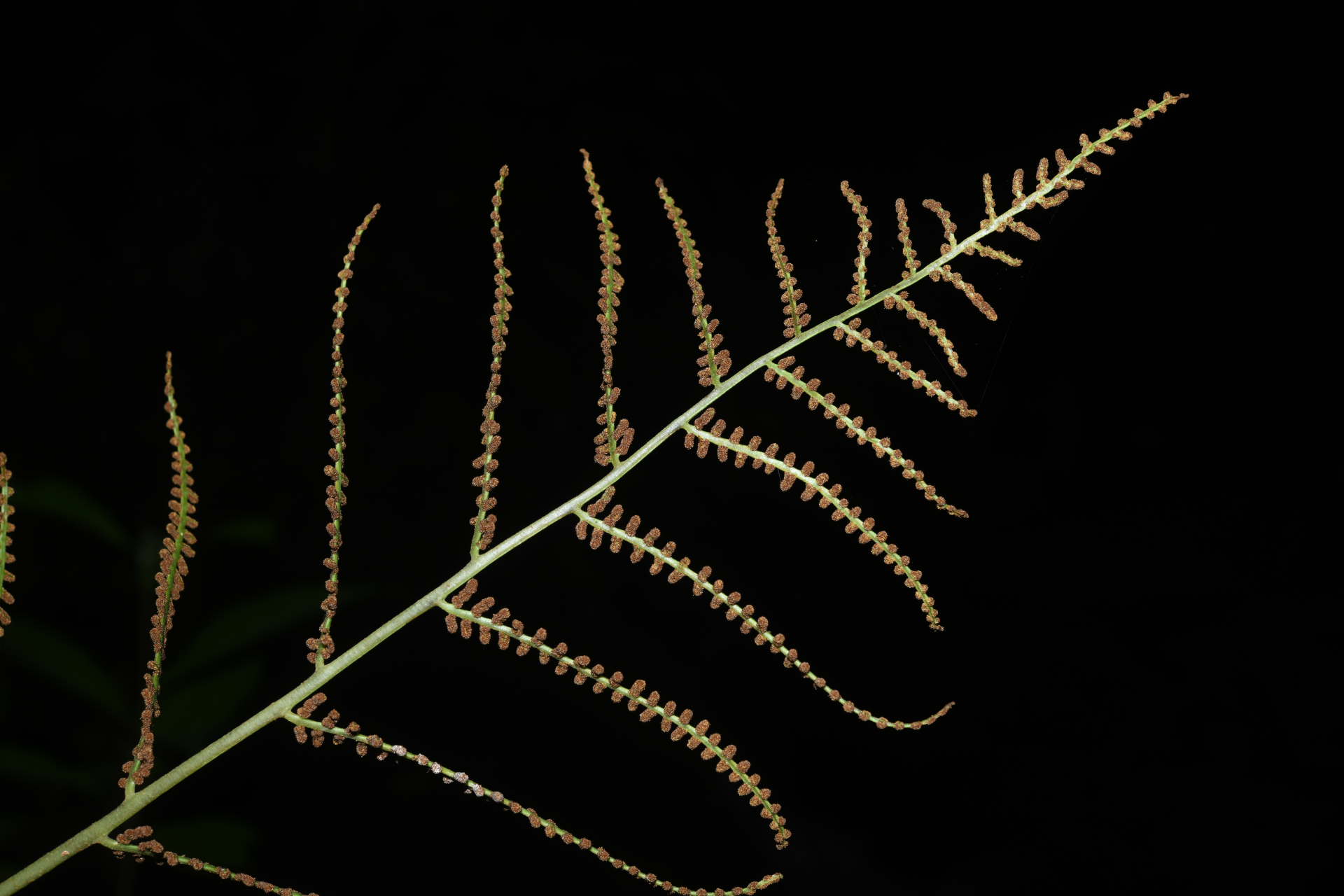 Polybotrya fractiserialis (Baker) J.Sm. - Photo Bivouac Naturaliste