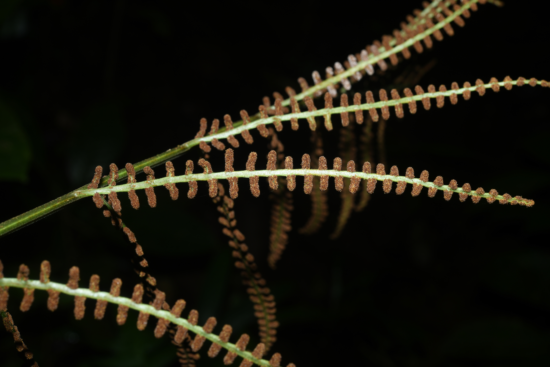 Polybotrya fractiserialis (Baker) J.Sm. - Photo Bivouac Naturaliste