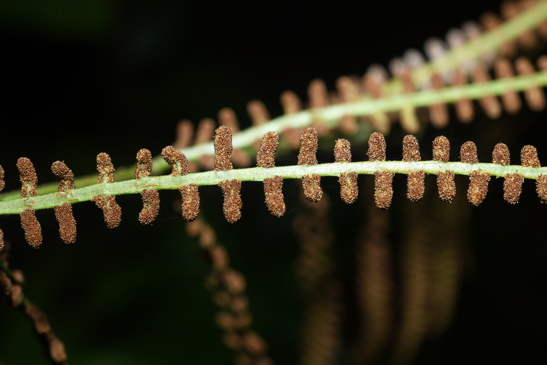 Polybotrya fractiserialis (Baker) J.Sm. - Photo Bivouac Naturaliste