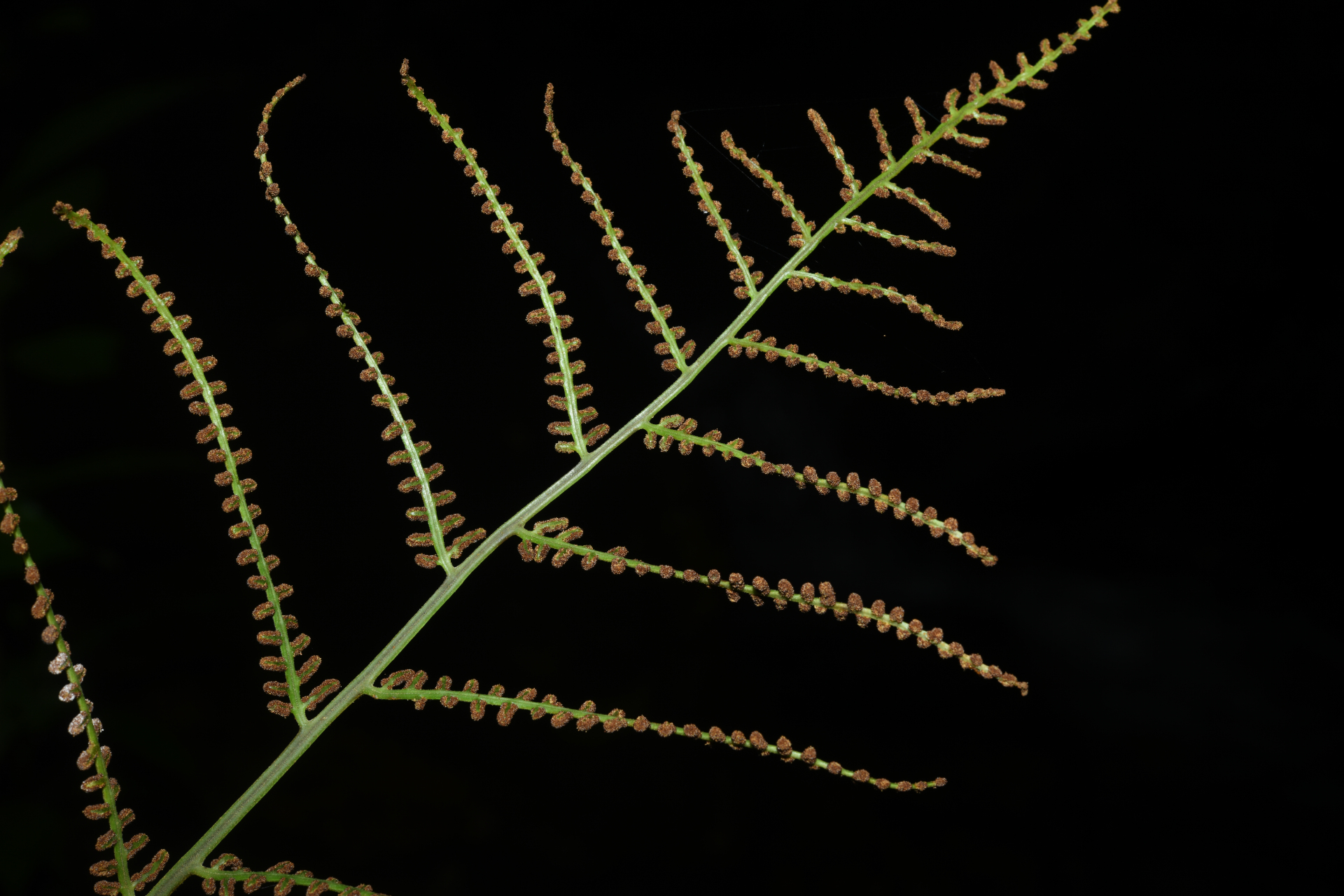 Polybotrya fractiserialis (Baker) J.Sm. - Photo Bivouac Naturaliste