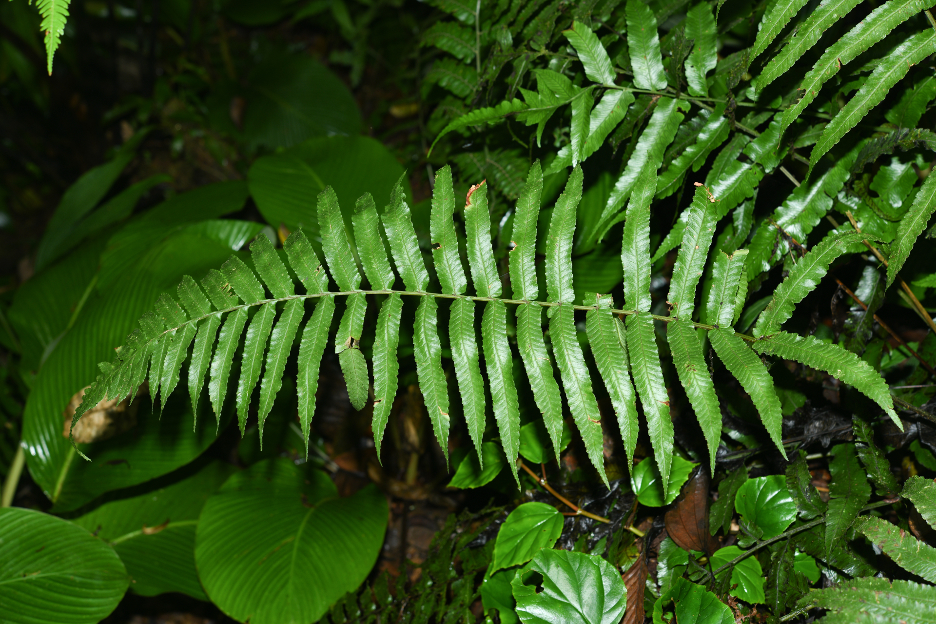 Stigmatopteris rotundata (Humb. & Bonpl.Willd.) C.Chr. - Photo Bivouac Naturaliste