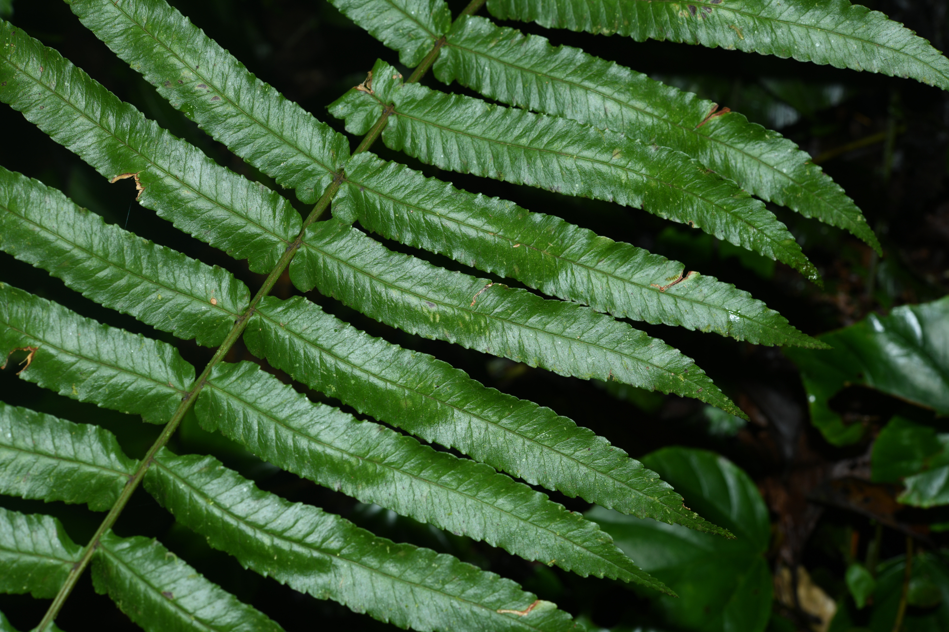 Stigmatopteris rotundata (Humb. & Bonpl.Willd.) C.Chr. - Photo Bivouac Naturaliste