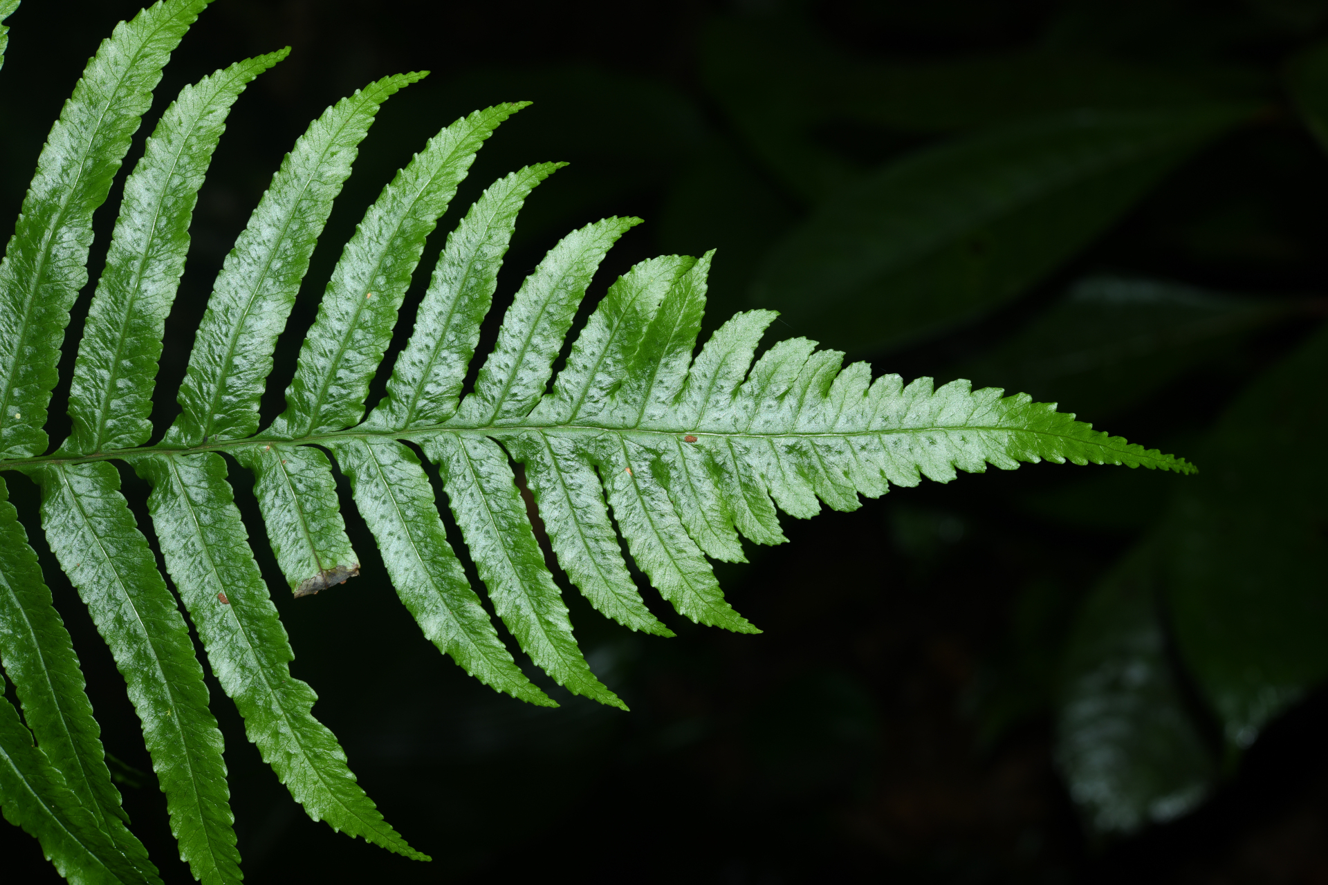 Stigmatopteris rotundata (Humb. & Bonpl.Willd.) C.Chr. - Photo Bivouac Naturaliste