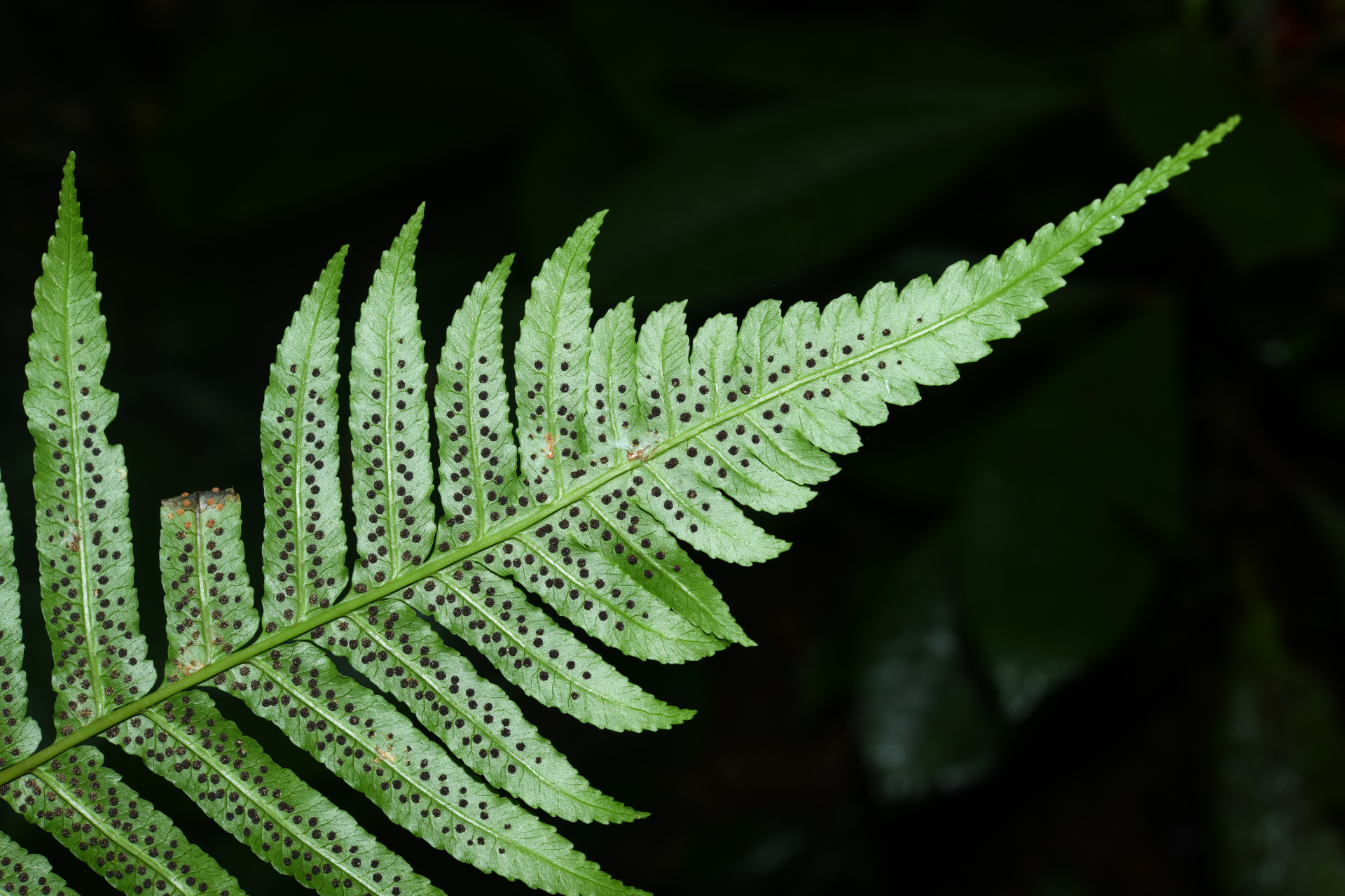 Stigmatopteris rotundata (Humb. & Bonpl.Willd.) C.Chr. - Photo Bivouac Naturaliste