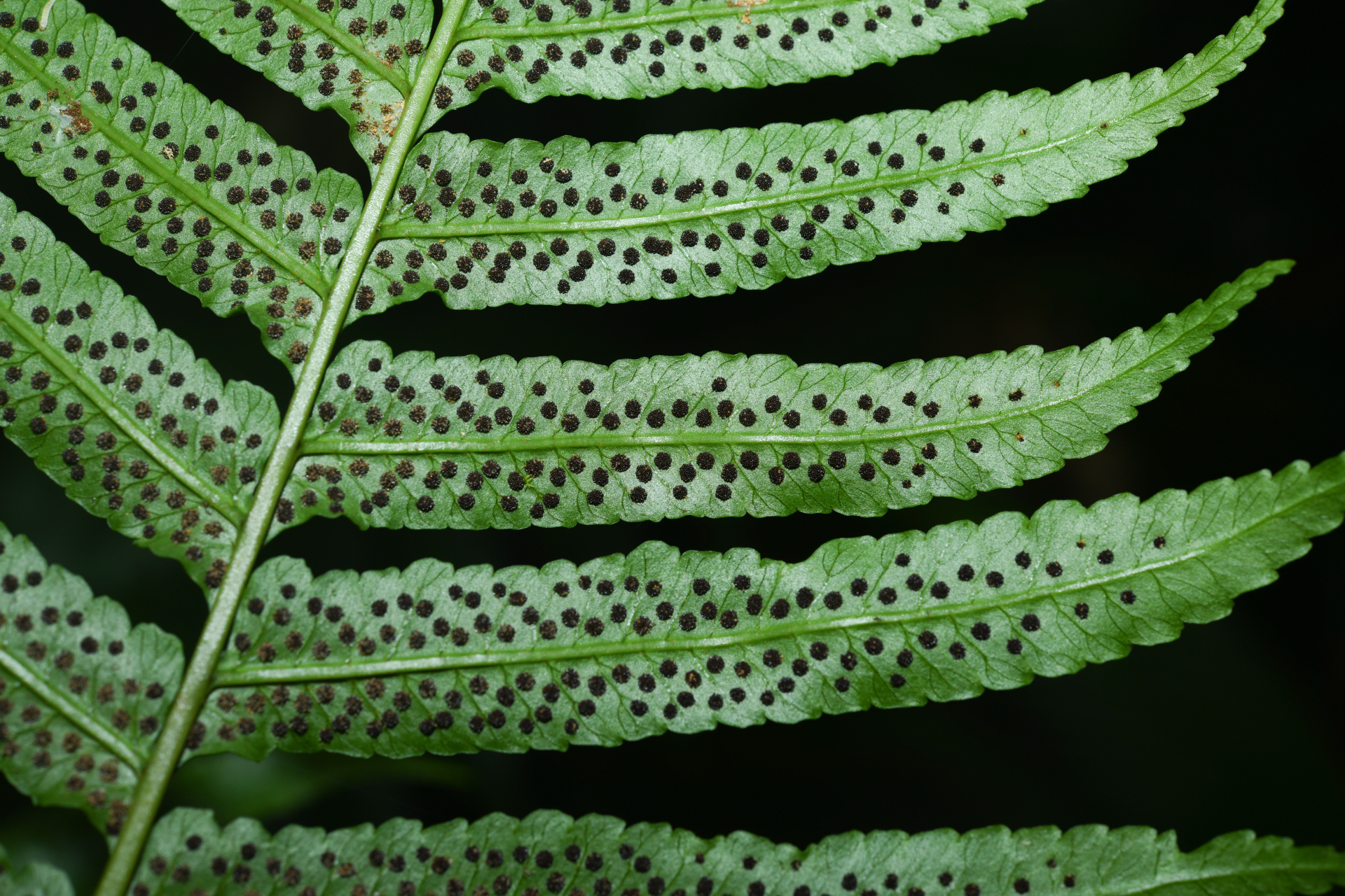 Stigmatopteris rotundata (Humb. & Bonpl.Willd.) C.Chr. - Photo Bivouac Naturaliste