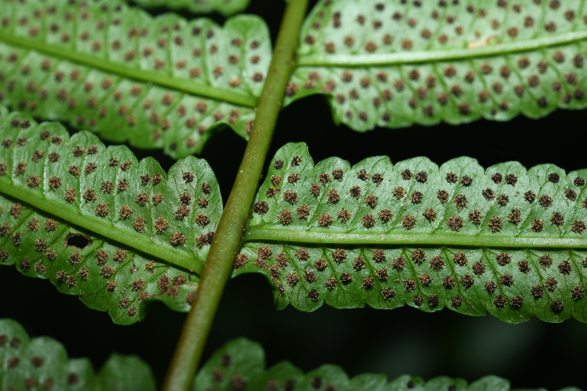 Stigmatopteris rotundata (Humb. & Bonpl.Willd.) C.Chr. - Photo Bivouac Naturaliste
