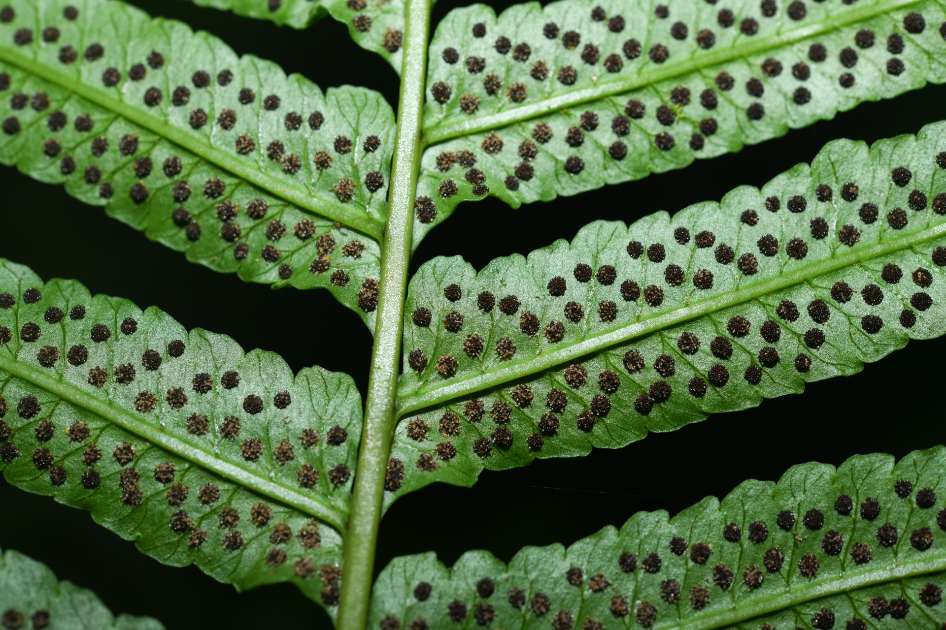 Stigmatopteris rotundata (Humb. & Bonpl.Willd.) C.Chr. - Photo Bivouac Naturaliste