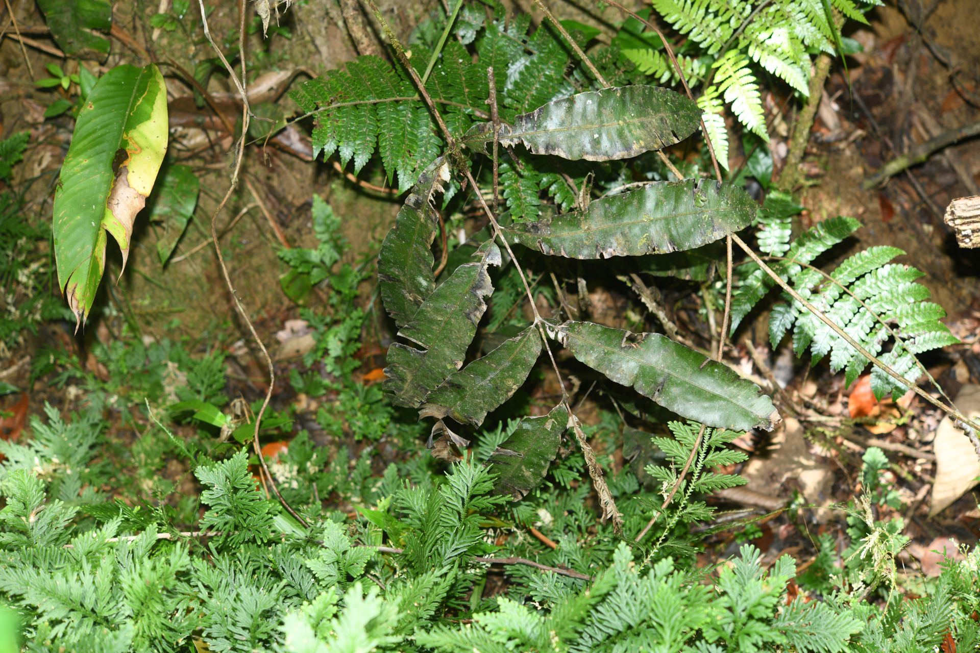 Salpichlaena hybrida Lehtonen, G.G.Cárdenas & Tuomisto - Photo Bivouac Naturaliste