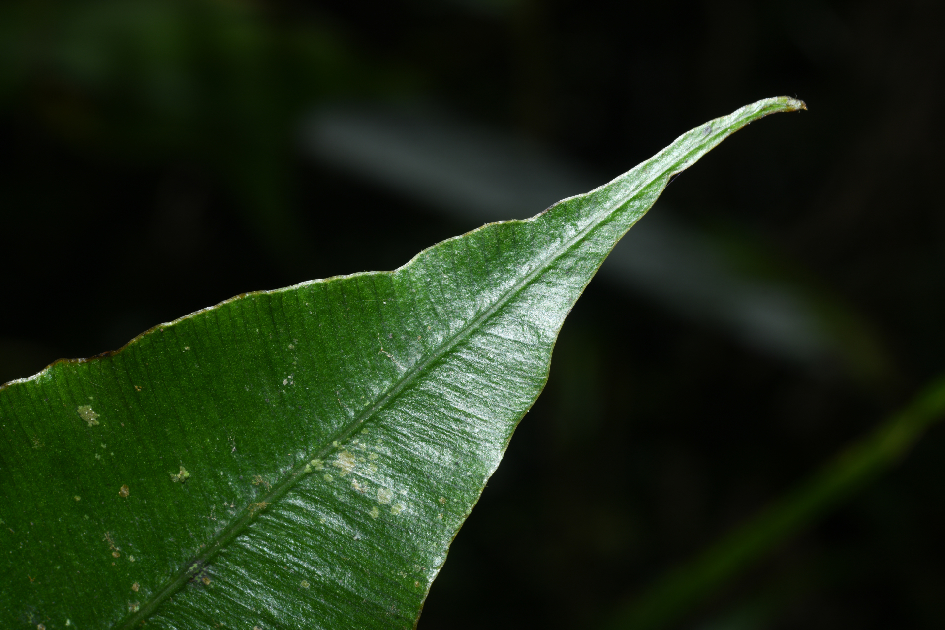 Salpichlaena hybrida Lehtonen, G.G.Cárdenas & Tuomisto - Photo Bivouac Naturaliste