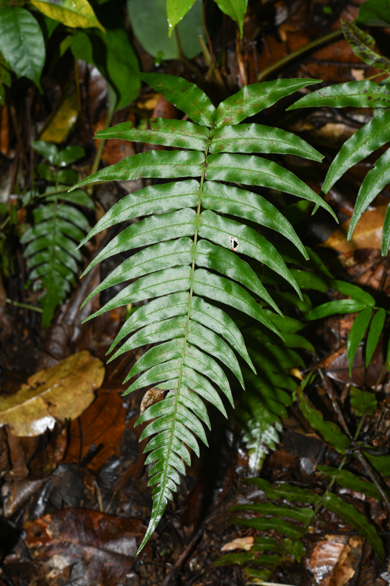 Blechnum occidentale L. - Photo Bivouac Naturaliste