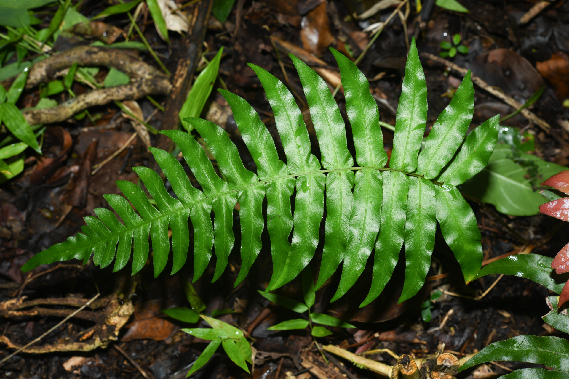 Blechnum occidentale L. - Photo Bivouac Naturaliste