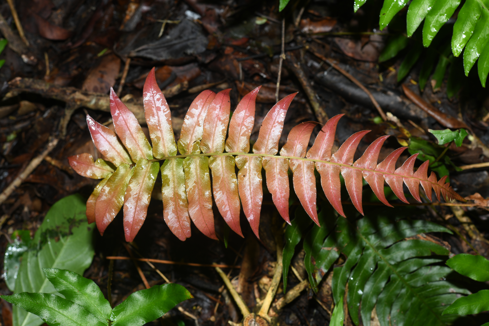 Blechnum occidentale L. - Photo Bivouac Naturaliste