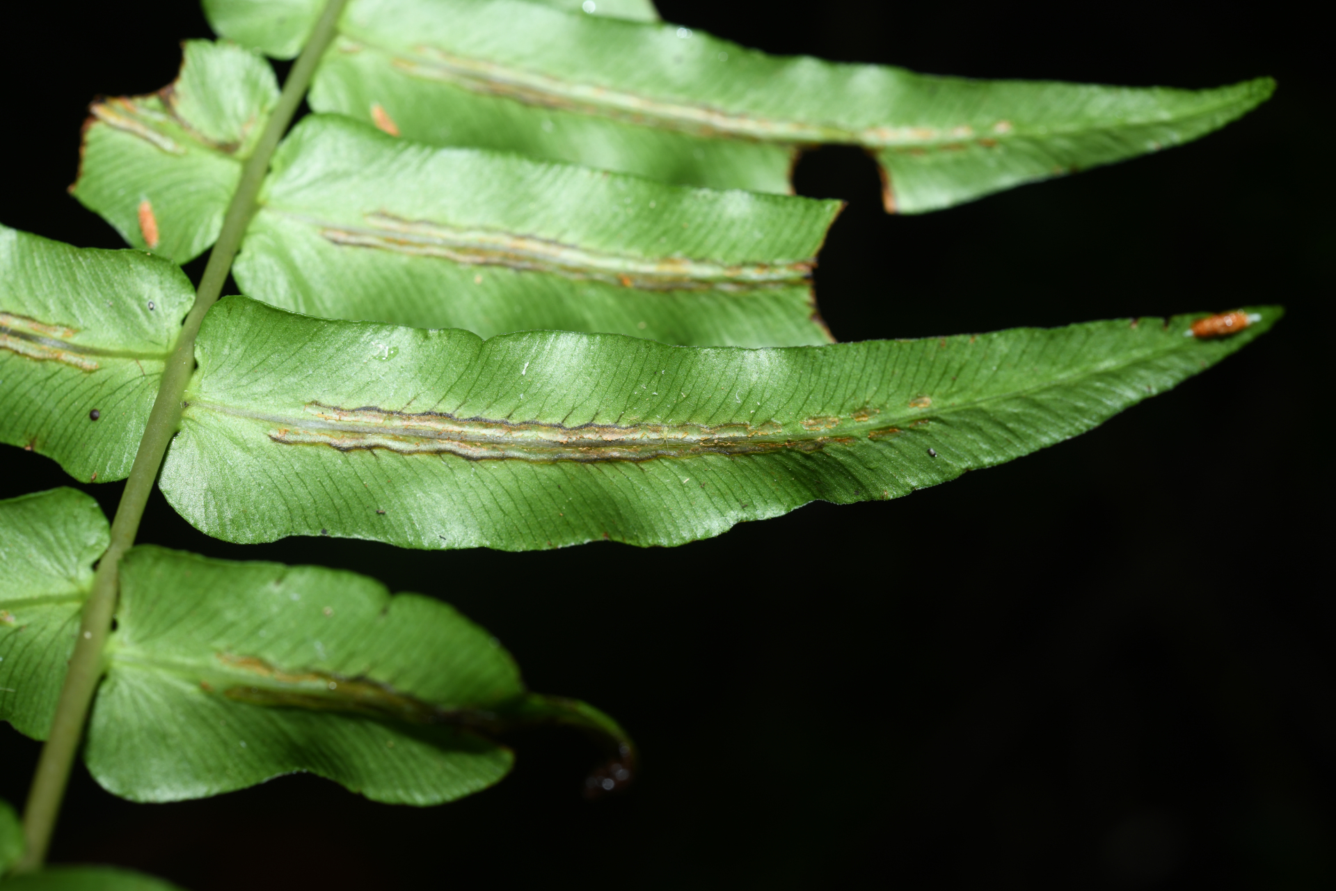 Blechnum occidentale L. - Photo Bivouac Naturaliste