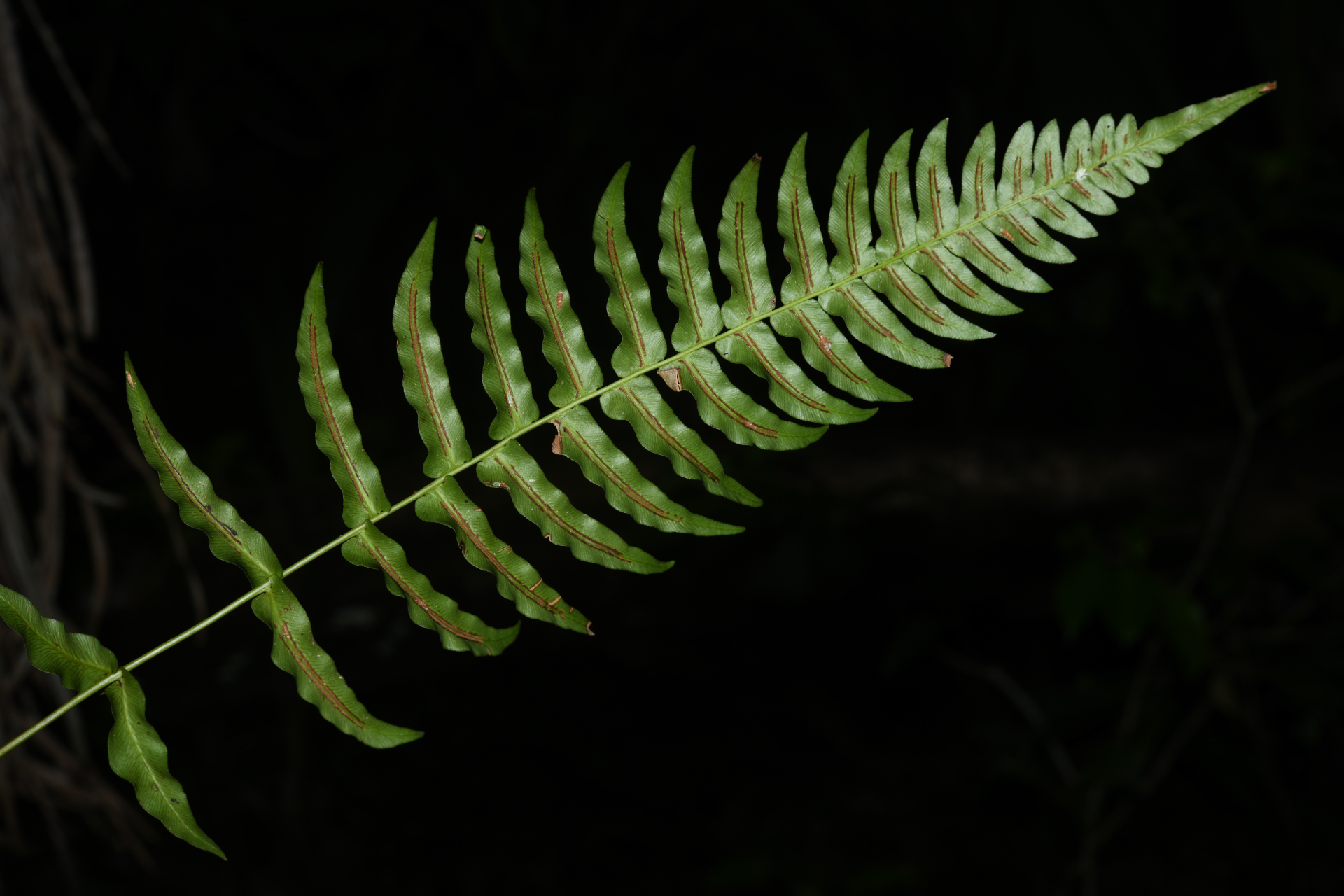Blechnum occidentale L. - Photo Bivouac Naturaliste