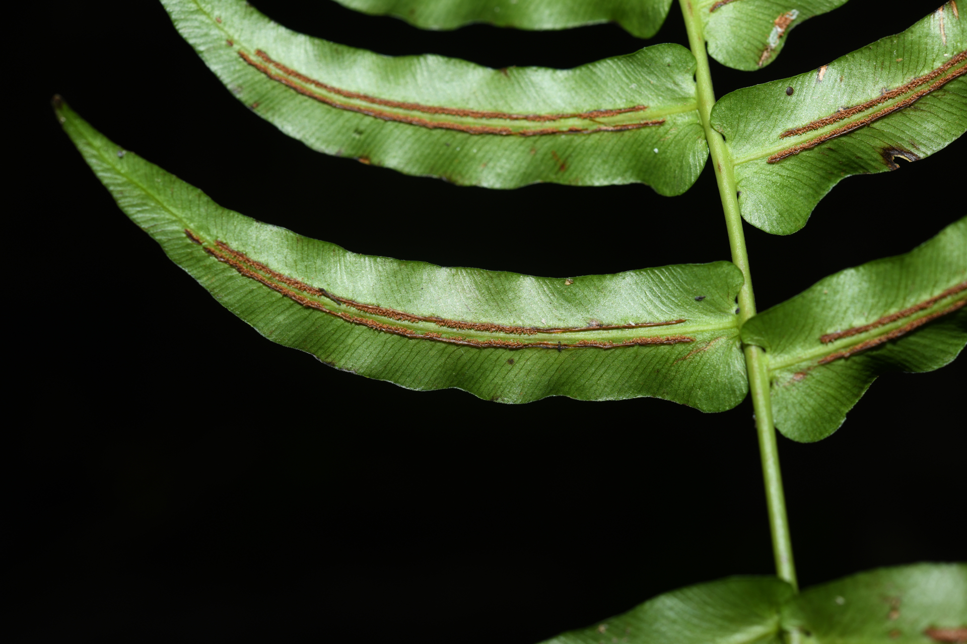 Blechnum occidentale L. - Photo Bivouac Naturaliste