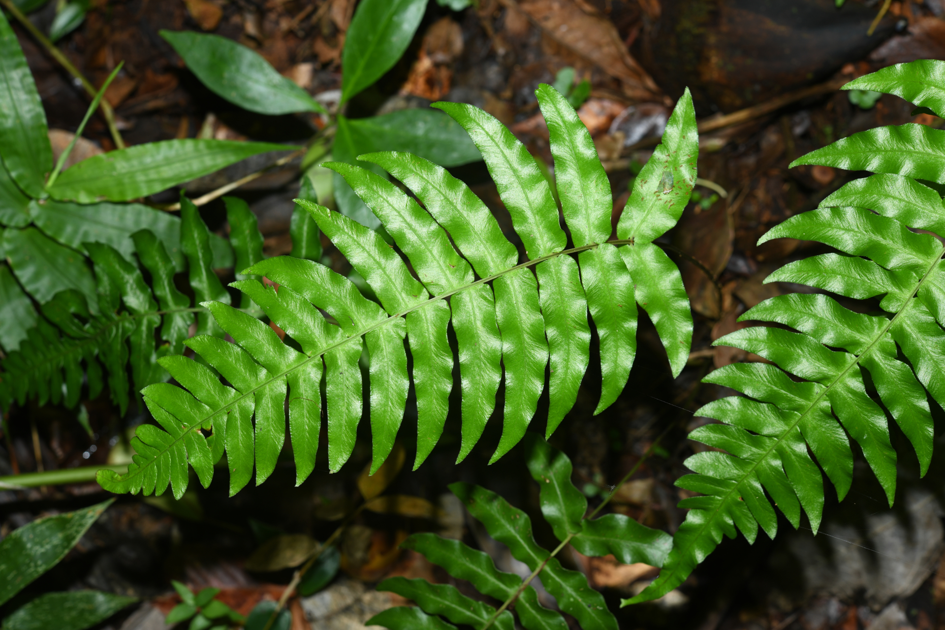 Blechnum occidentale L. - Photo Bivouac Naturaliste
