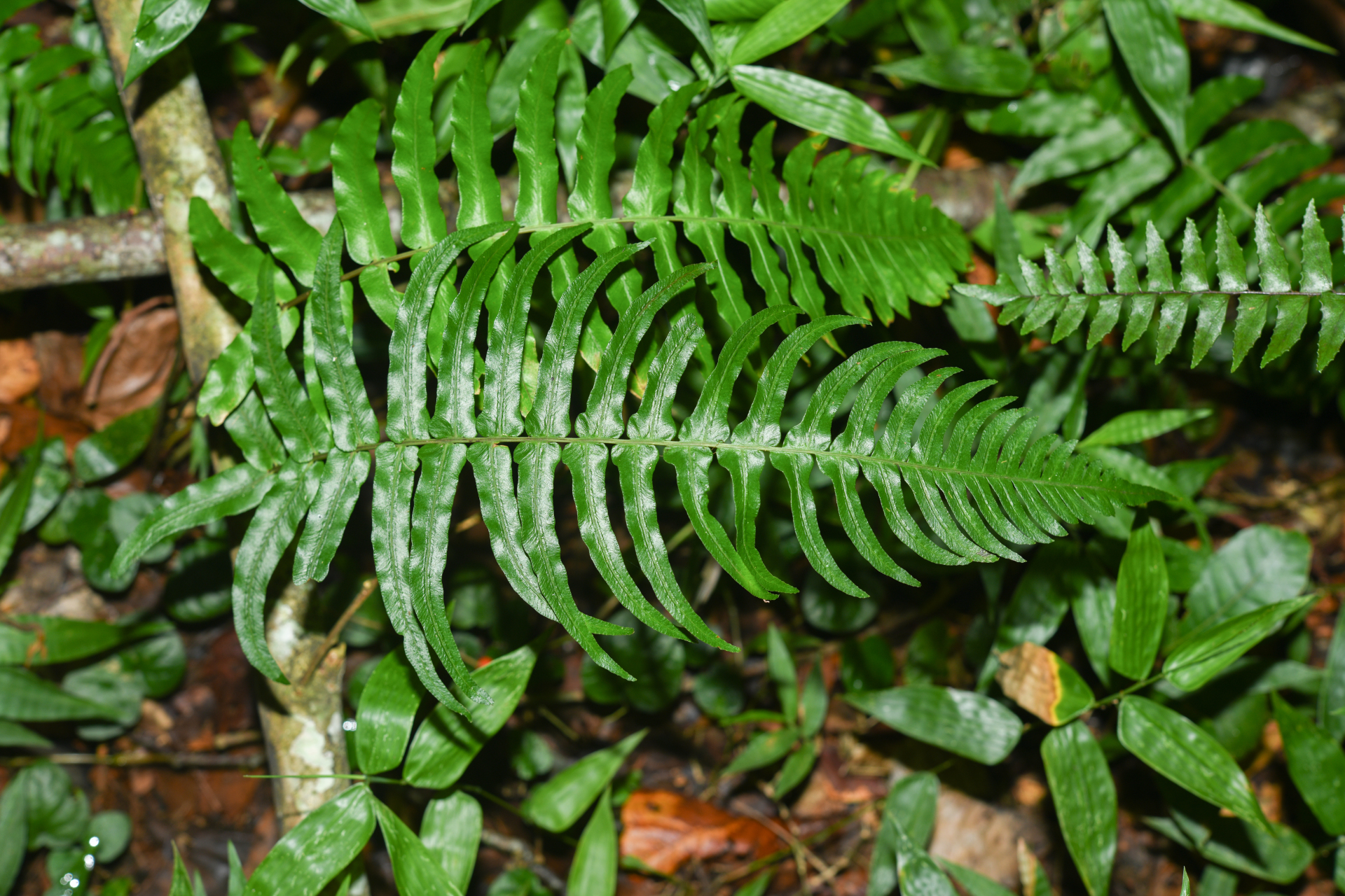 Blechnum occidentale L. - Photo Bivouac Naturaliste