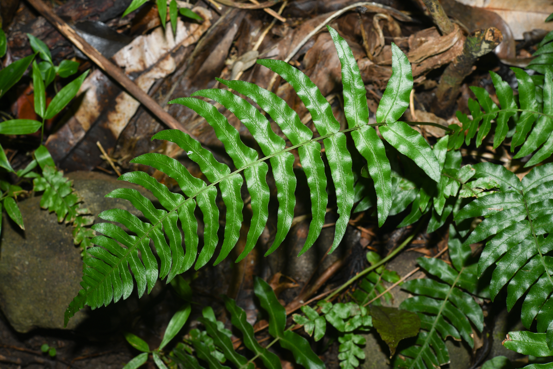 Blechnum occidentale L. - Photo Bivouac Naturaliste