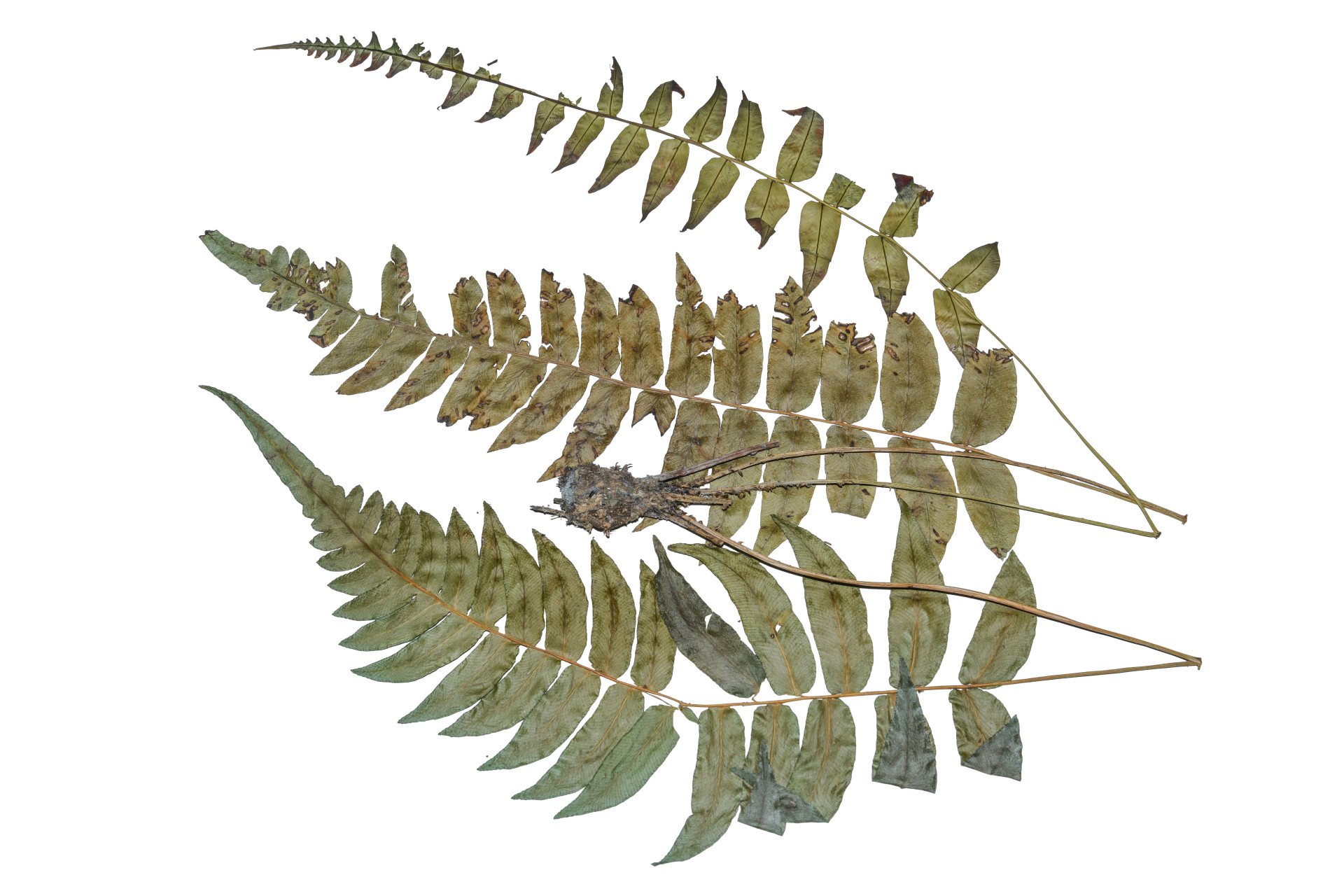 Blechnum occidentale L. - Photo Bivouac Naturaliste