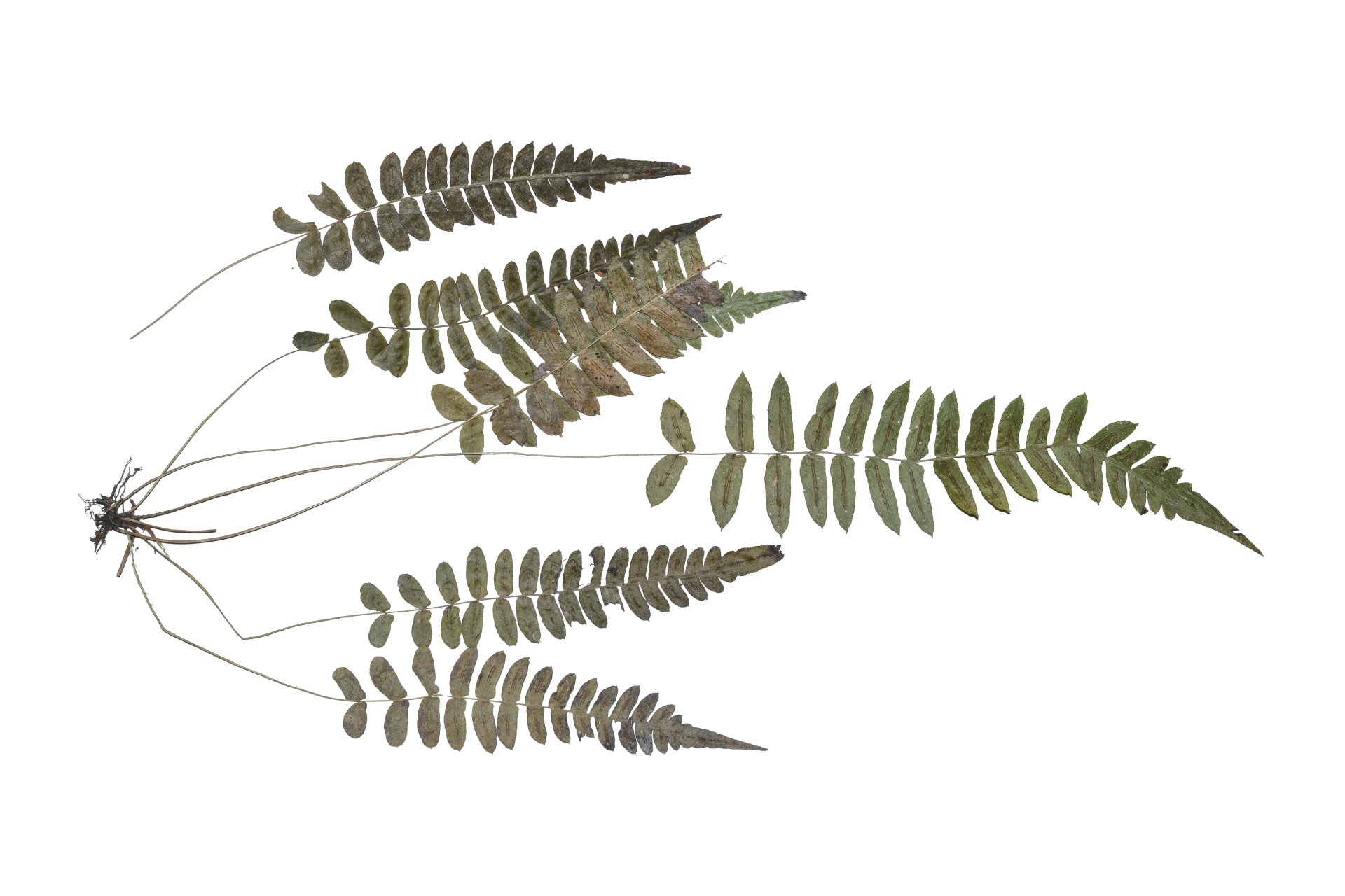 Blechnum occidentale L. - Photo Bivouac Naturaliste