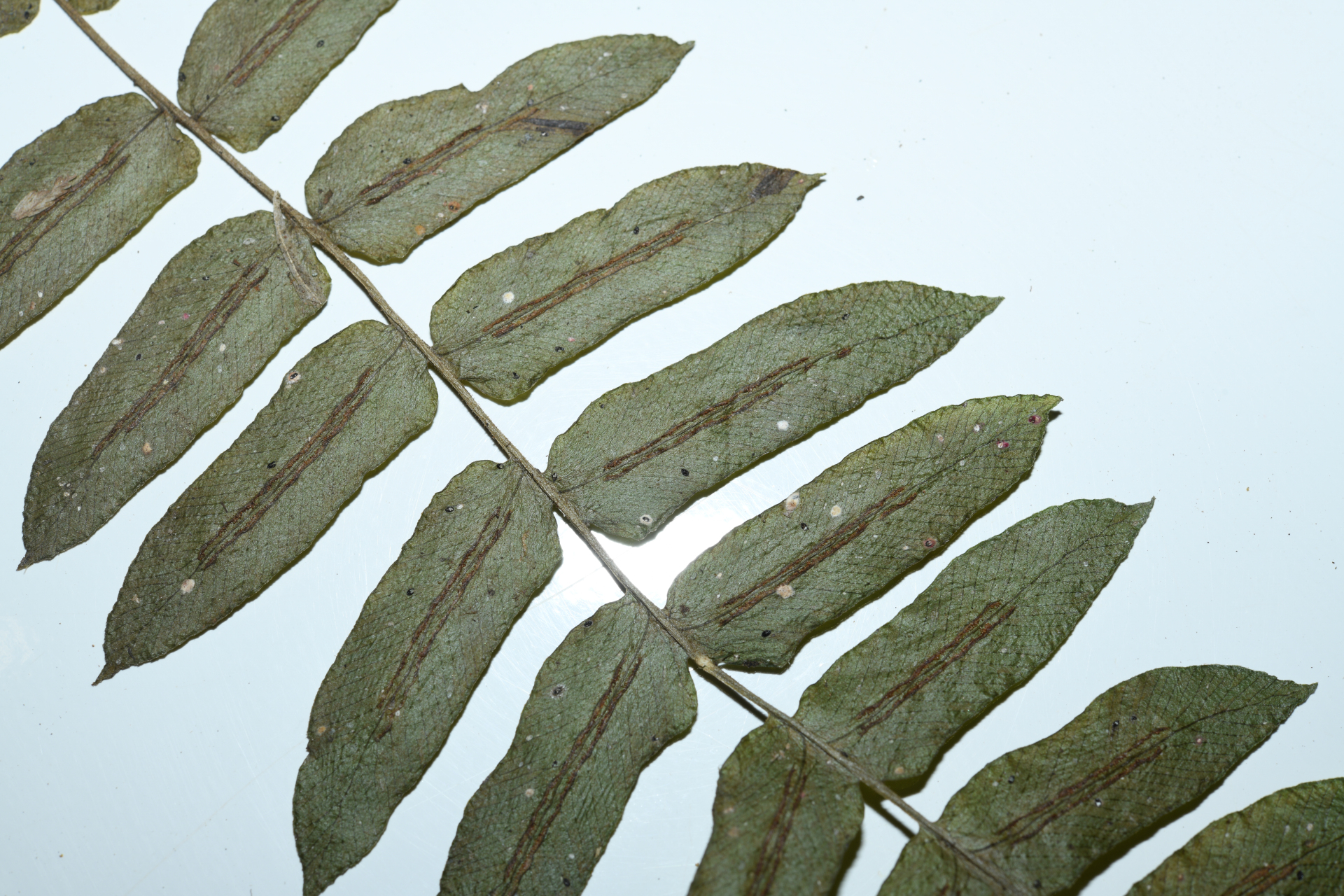 Blechnum occidentale L. - Photo Bivouac Naturaliste