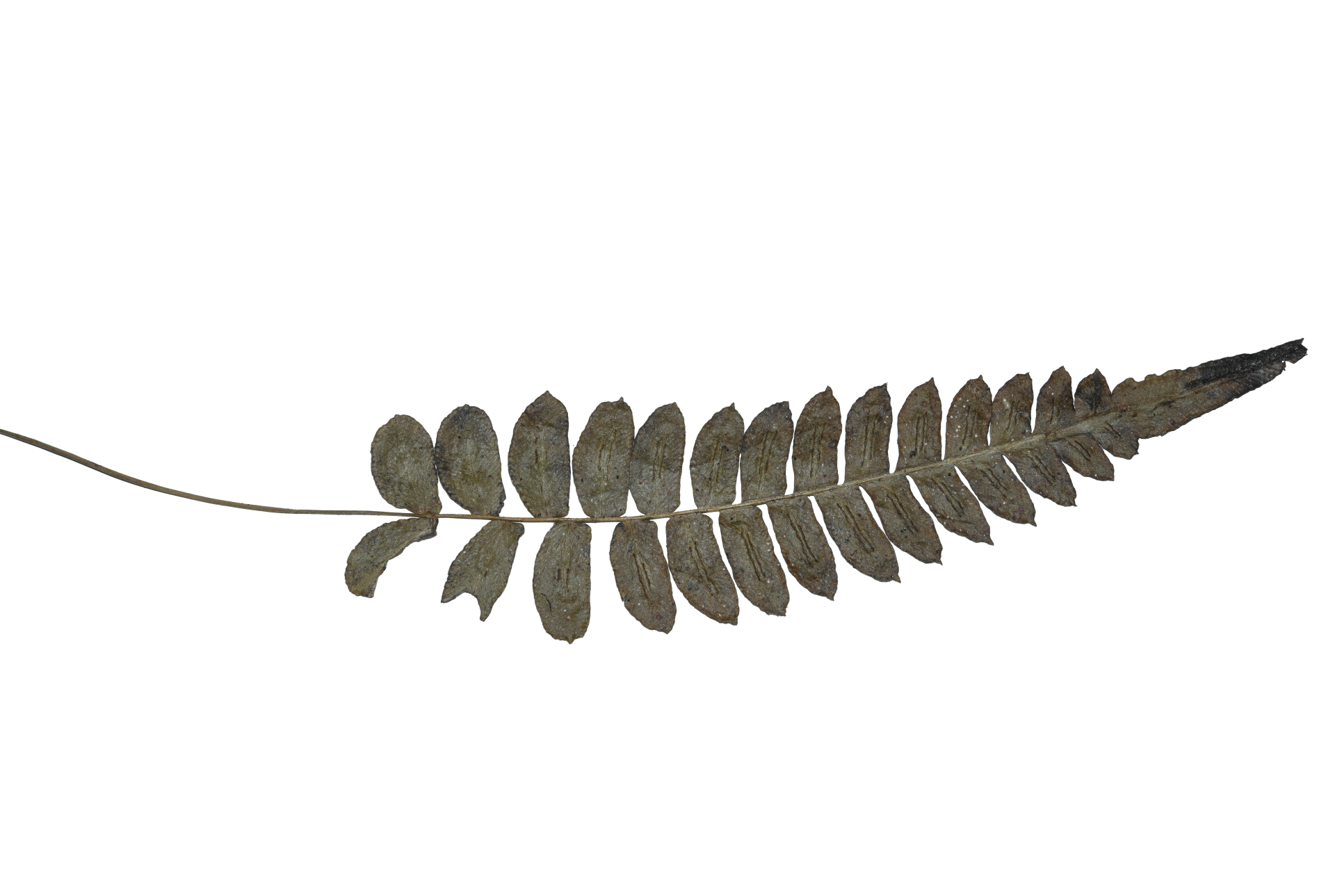 Blechnum occidentale L. - Photo Bivouac Naturaliste