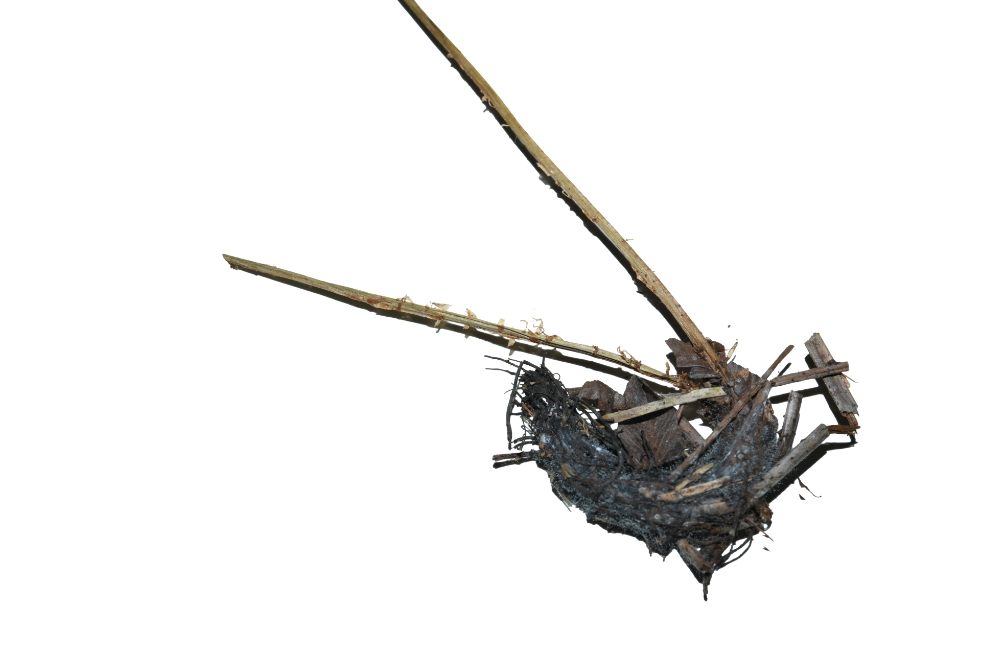 Blechnum occidentale L. - Photo Bivouac Naturaliste